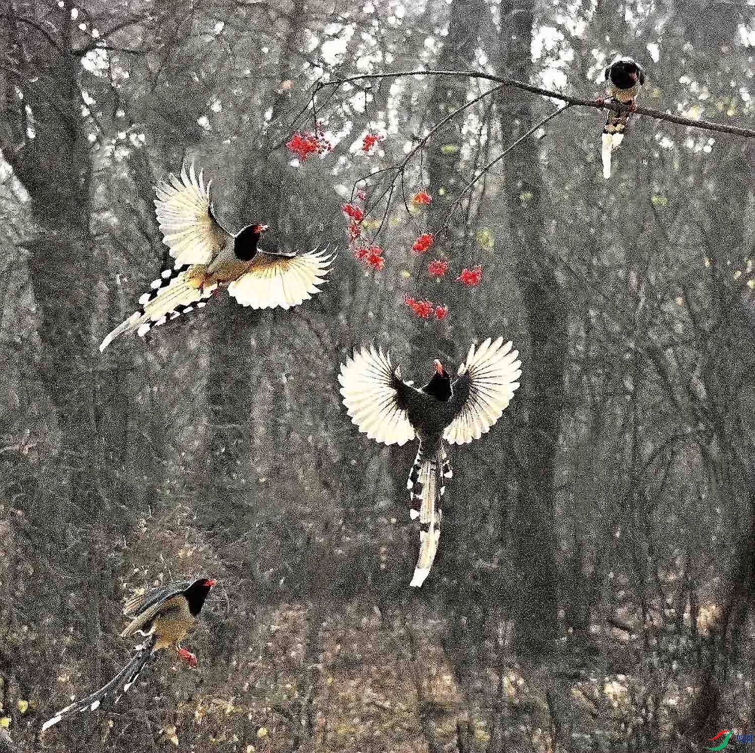 ������ȵ