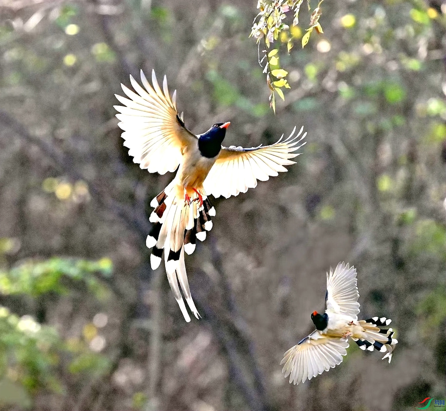 ������ȵ