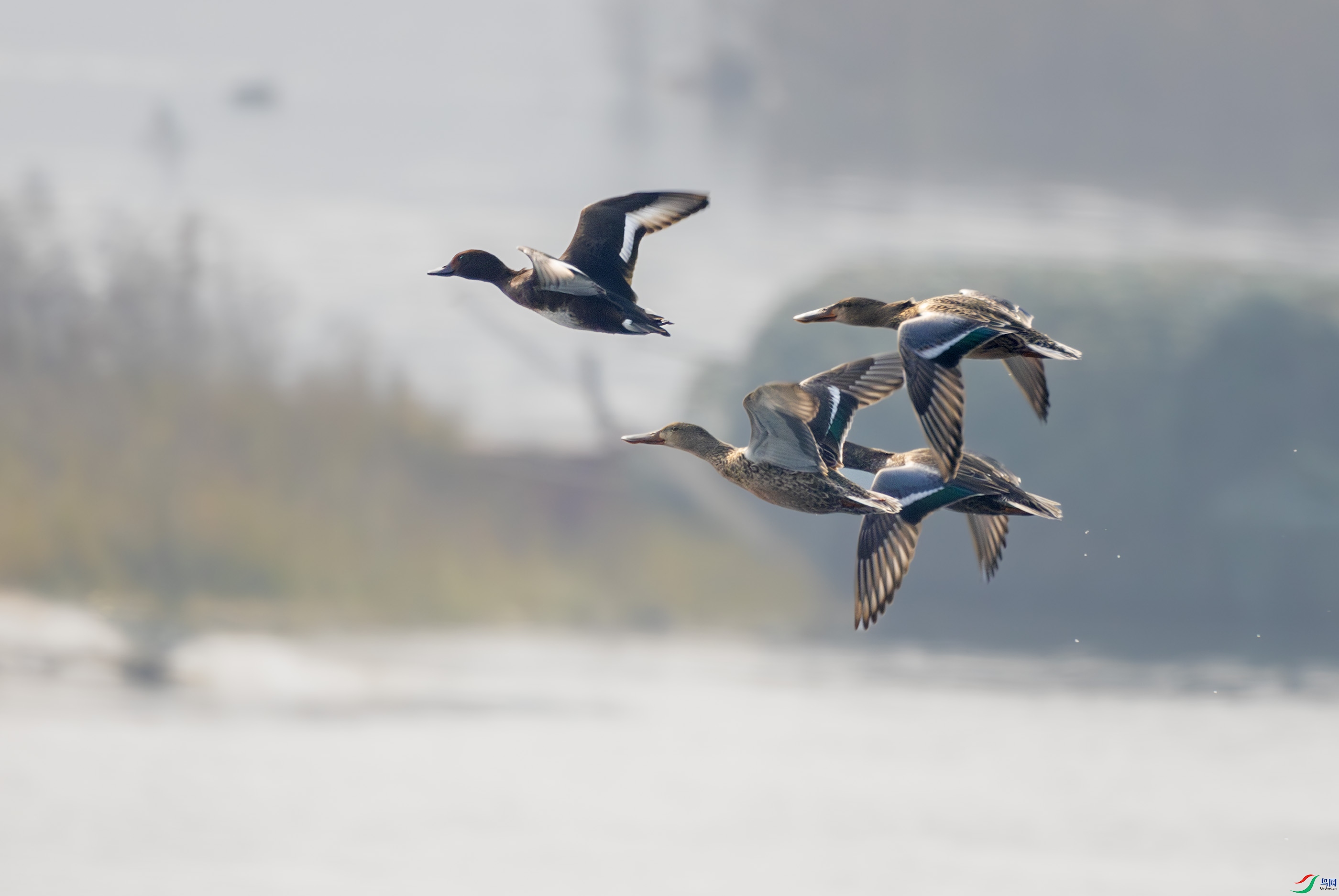 G47A1107-����ǿ-NR ����.jpg