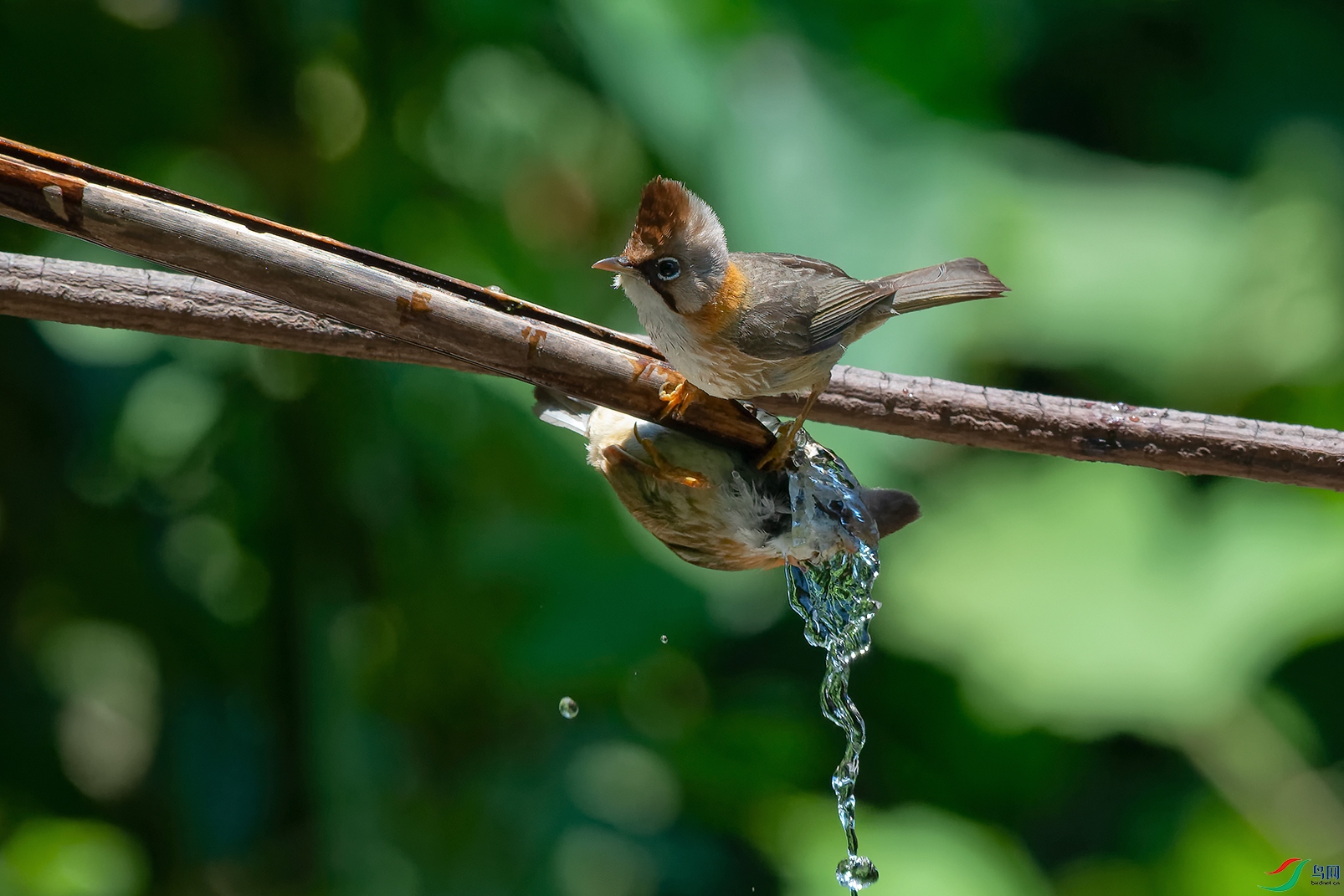 DSC_0989_DxOa.jpg