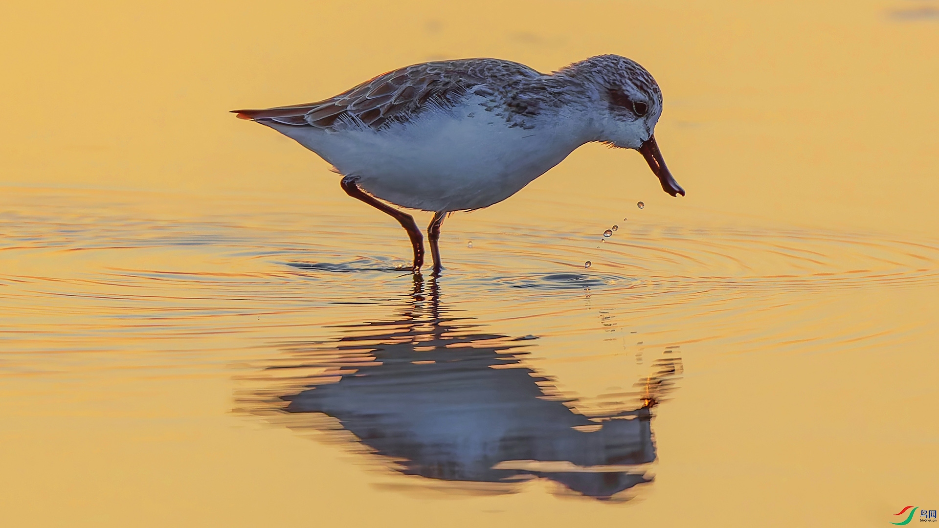 Ϧ���µ�������