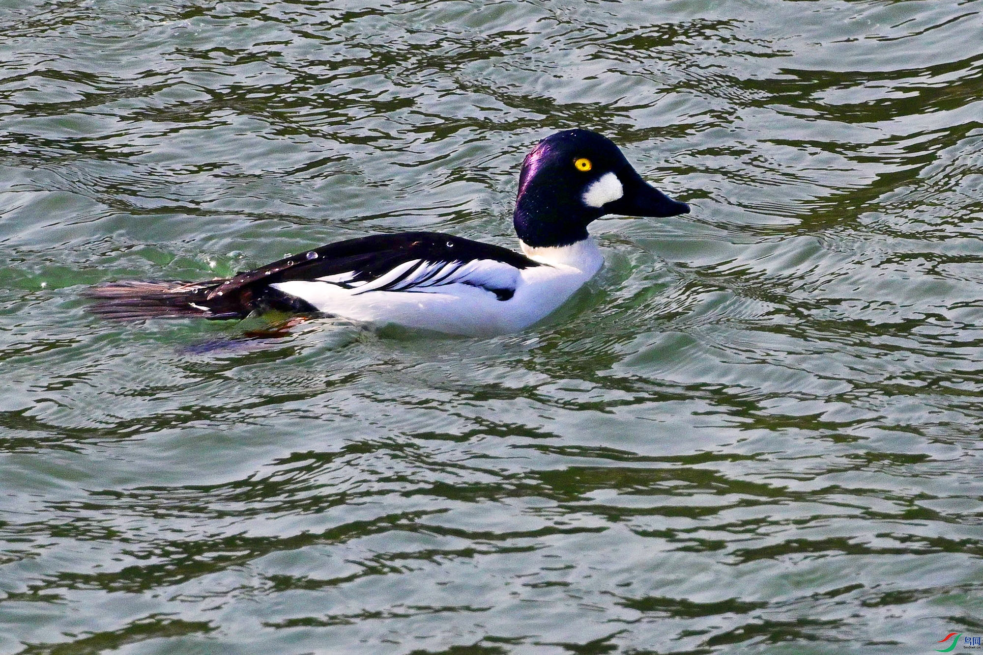 DSC_0336.JPG