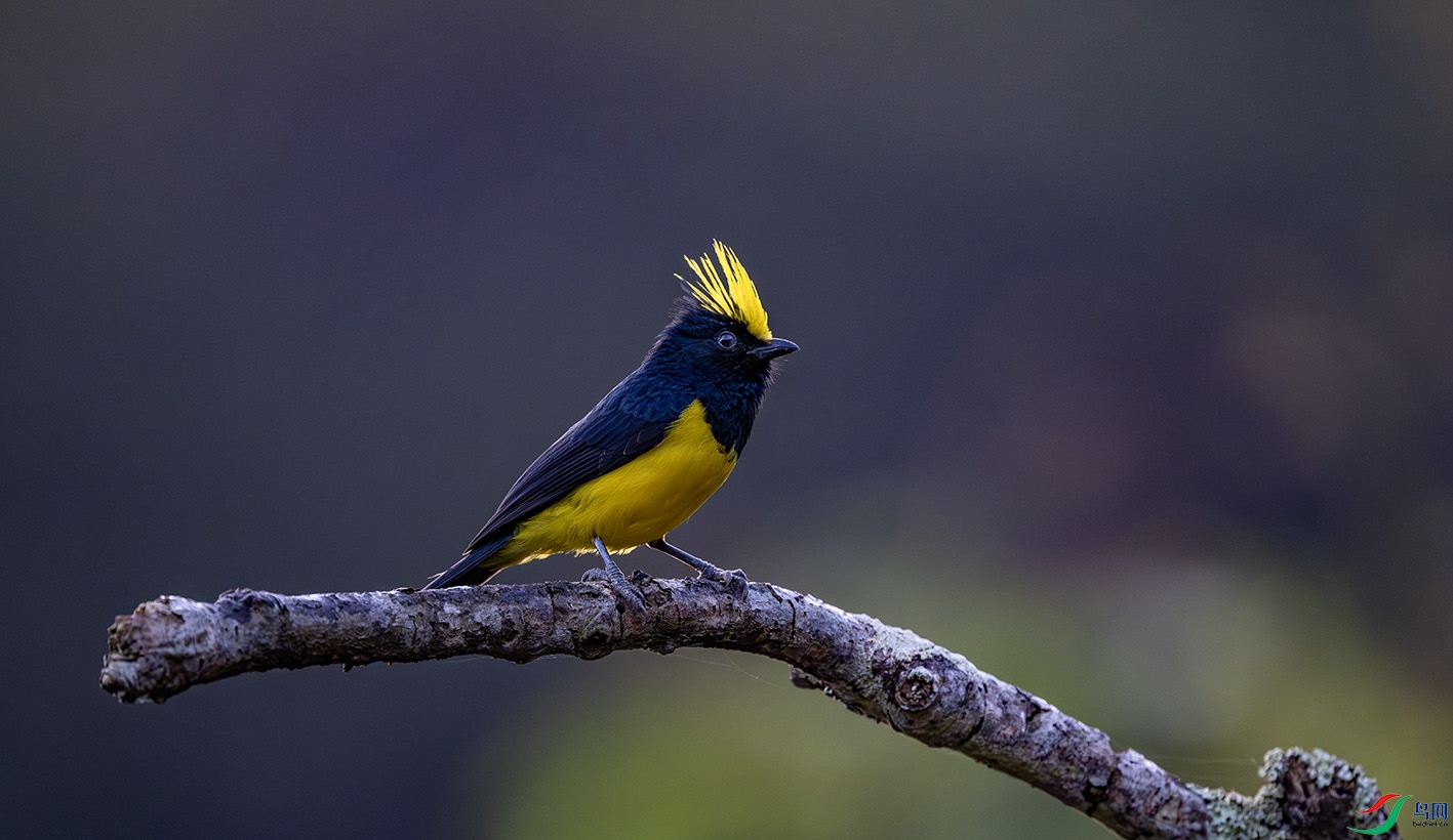 _DSC4960-����ǿ-NR ����.jpg