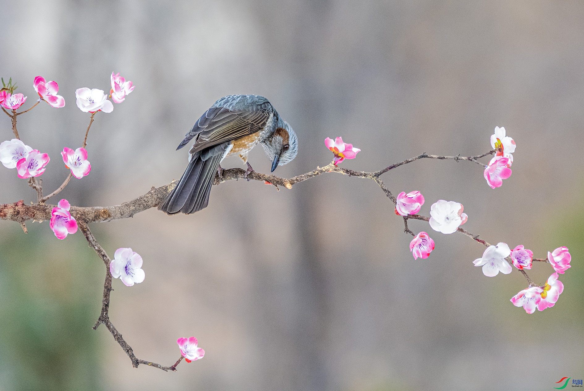 DSC_7303 ����.jpg