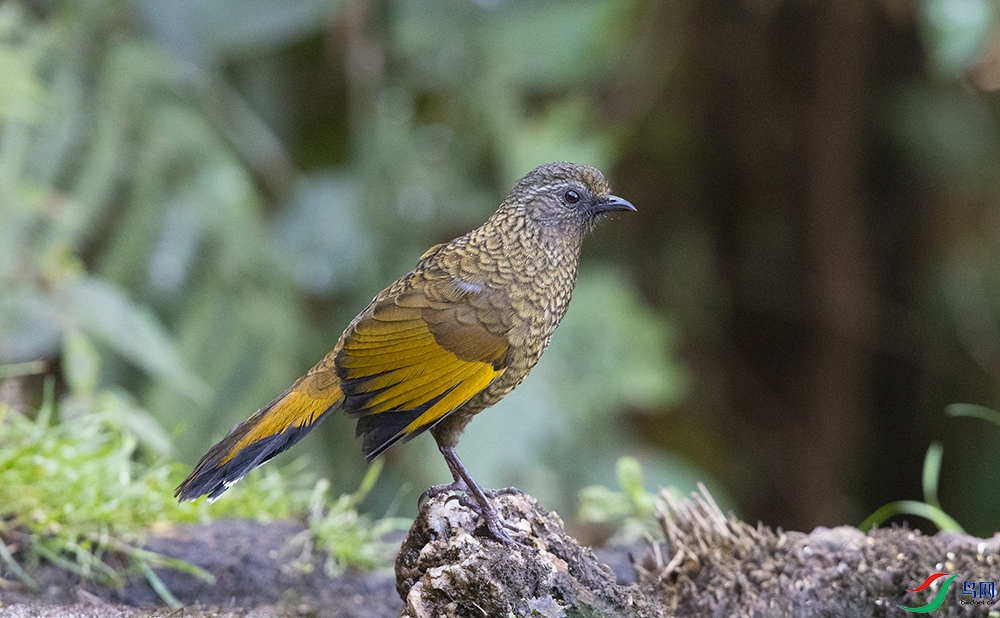 ��ɫ���� (2).jpg