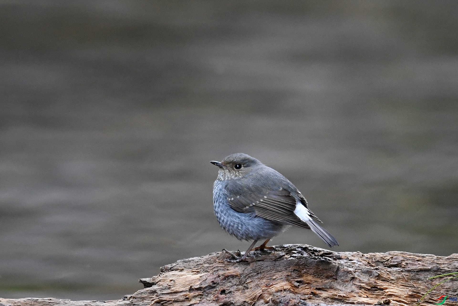 DSC_2037.jpg