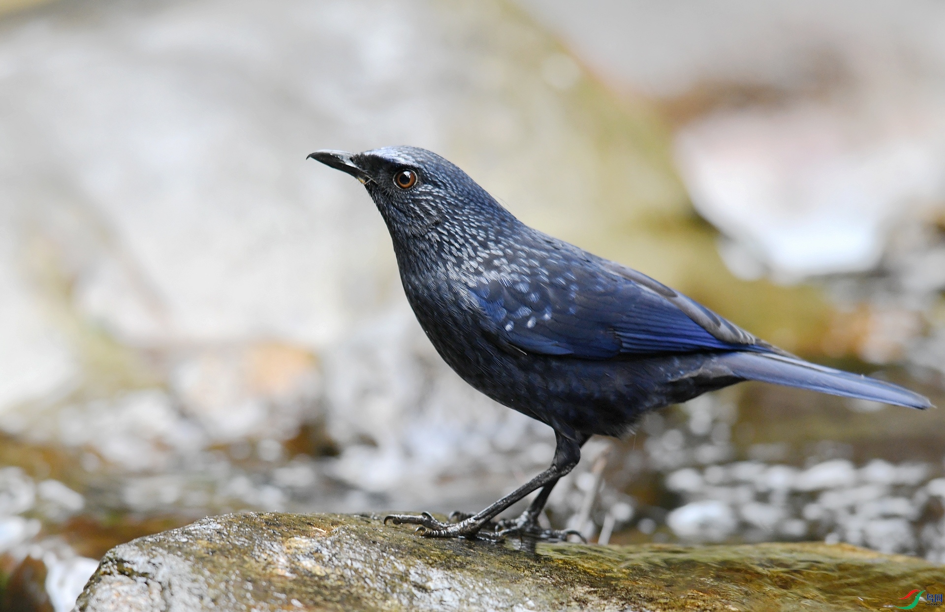 DSC_6677.jpg