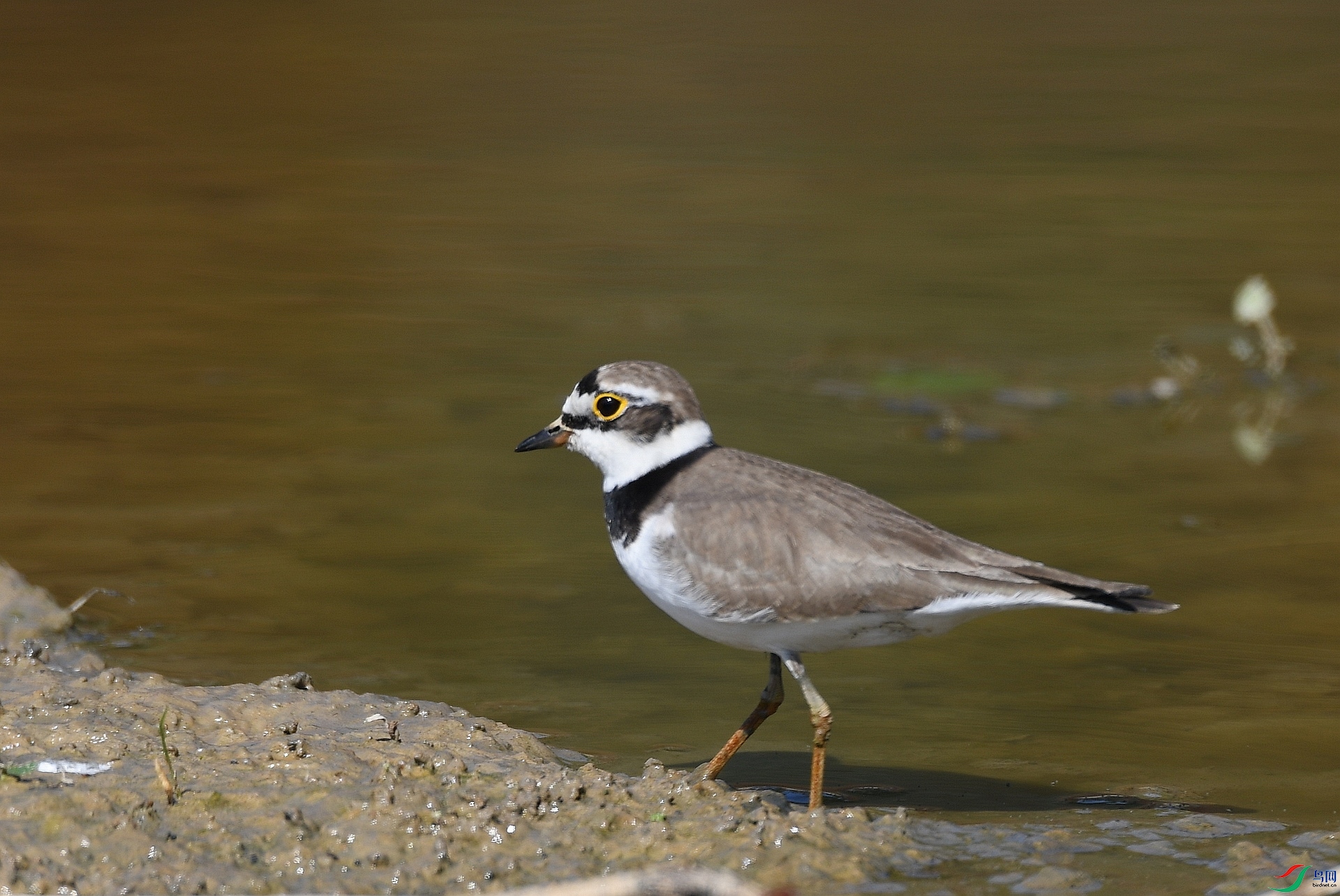 DSC_3461.jpg