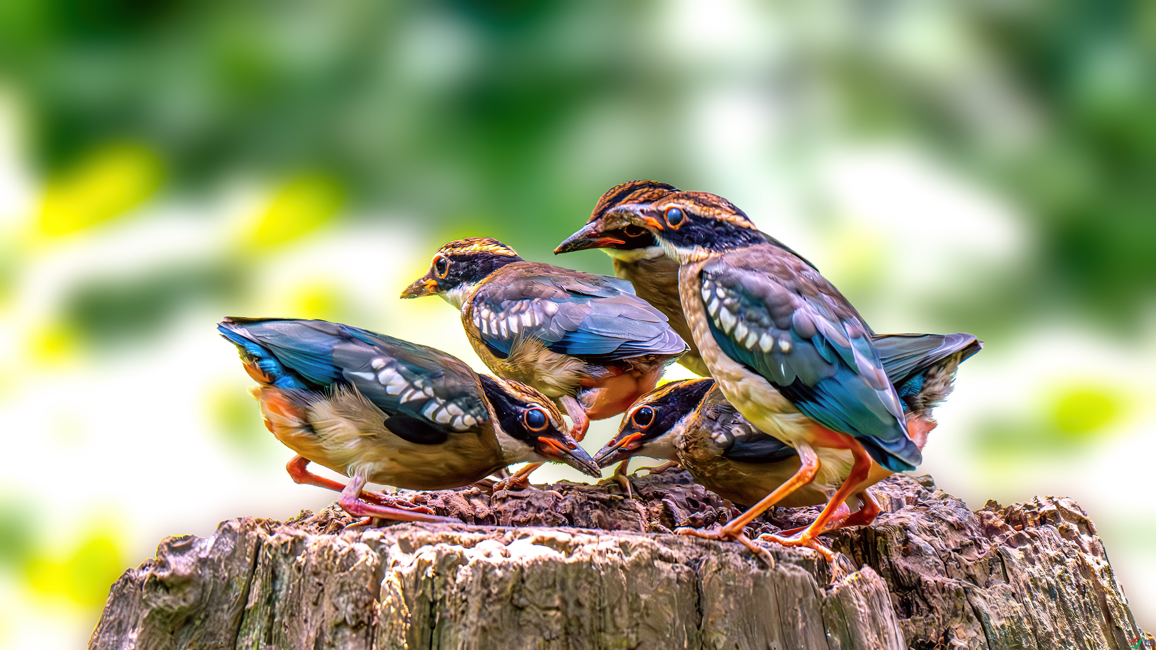 DSC_9035-����ǿ-NR.jpg