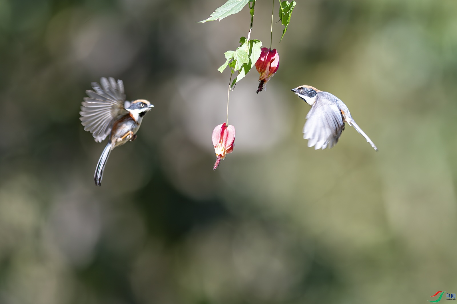 DSC_6851.jpg