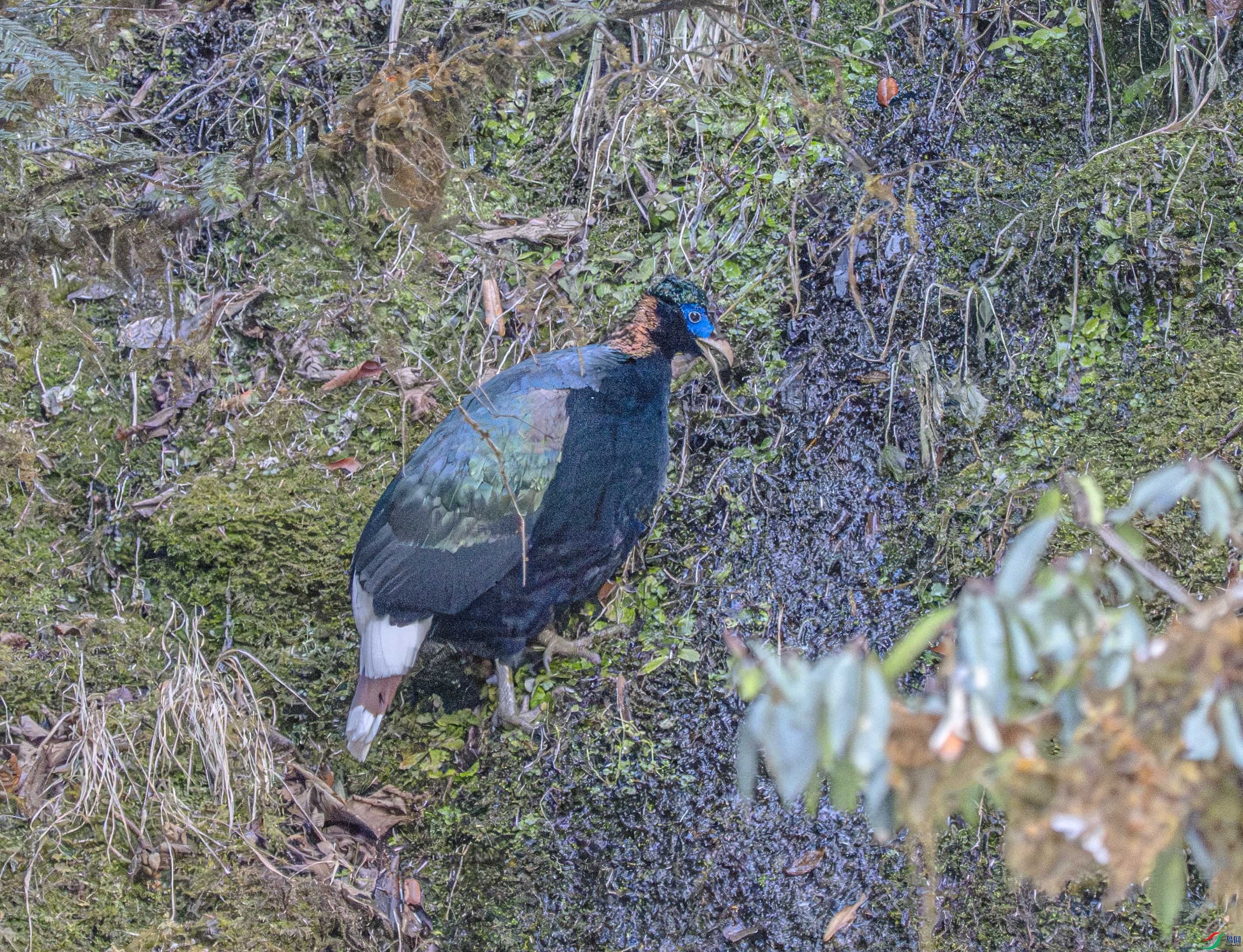 DSC_4532 ����.jpg