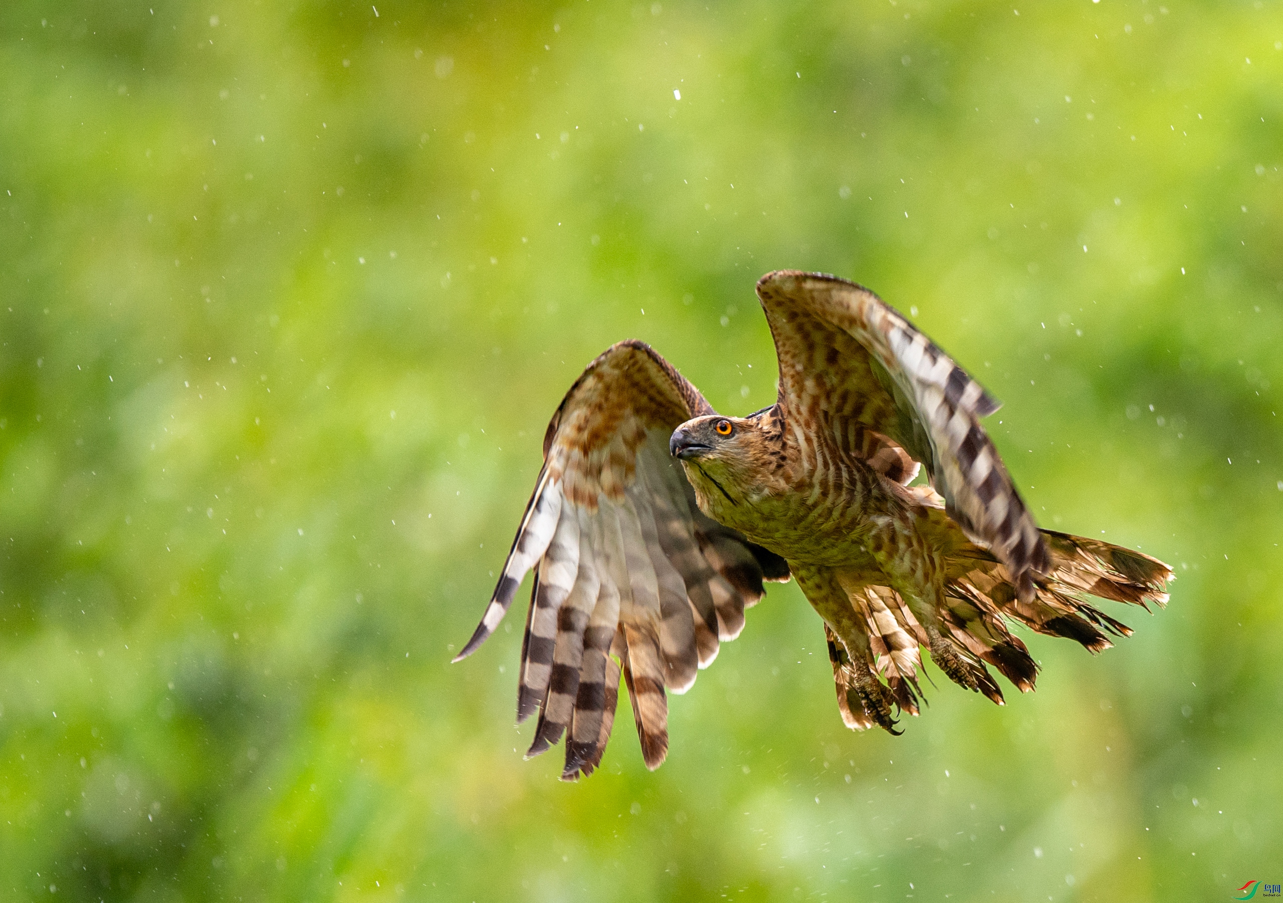 DSC_1157�ֹھ���.JPG