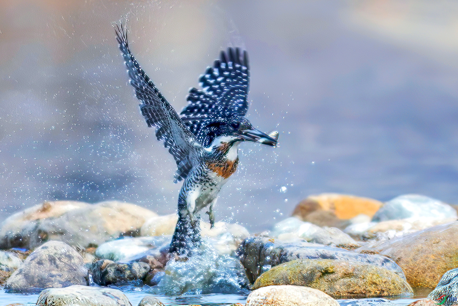 _S7I9318------333  .jpg