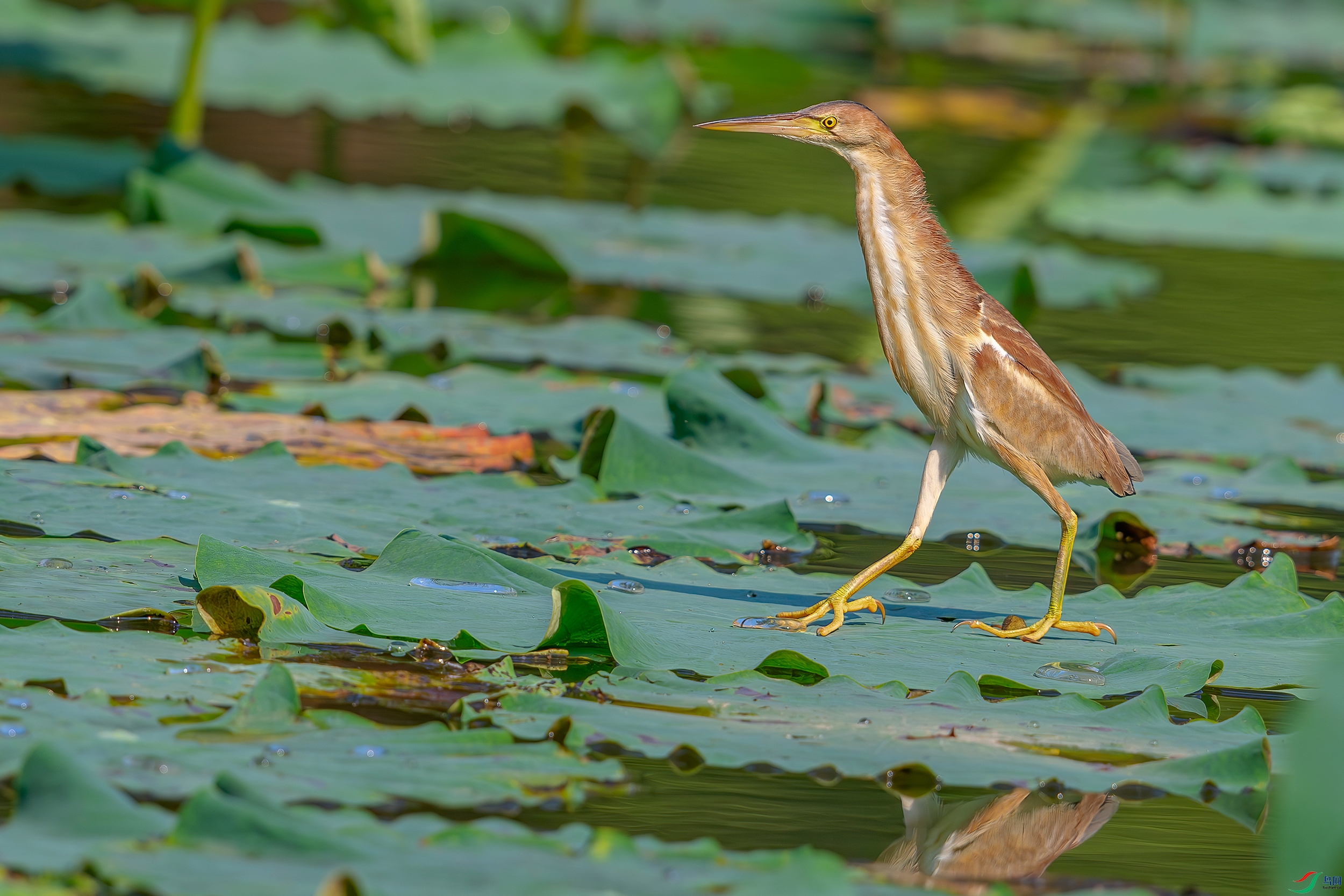 DSC_0864AB.jpg