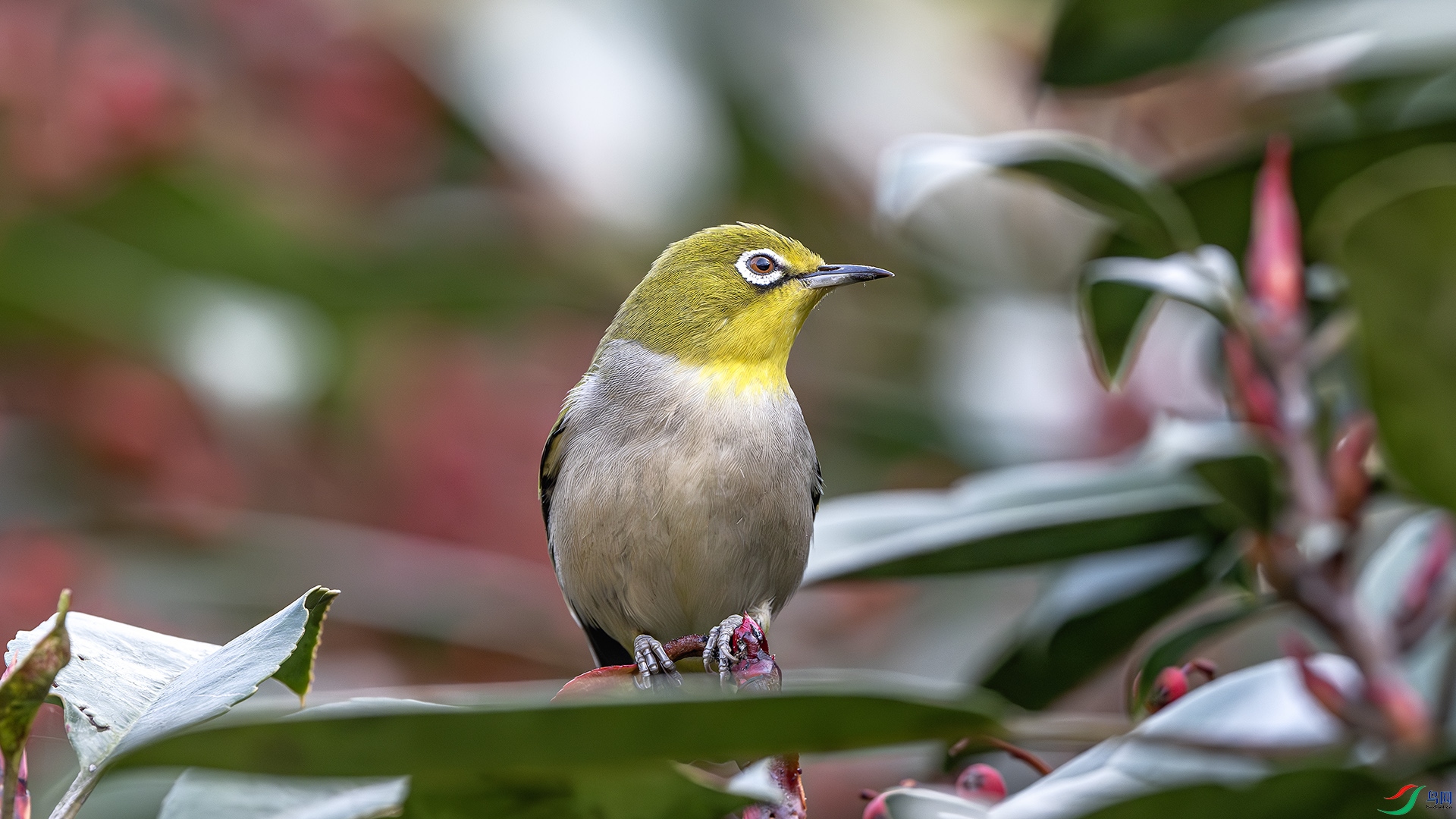 DSC_8633-����ǿ-NR ����.jpg