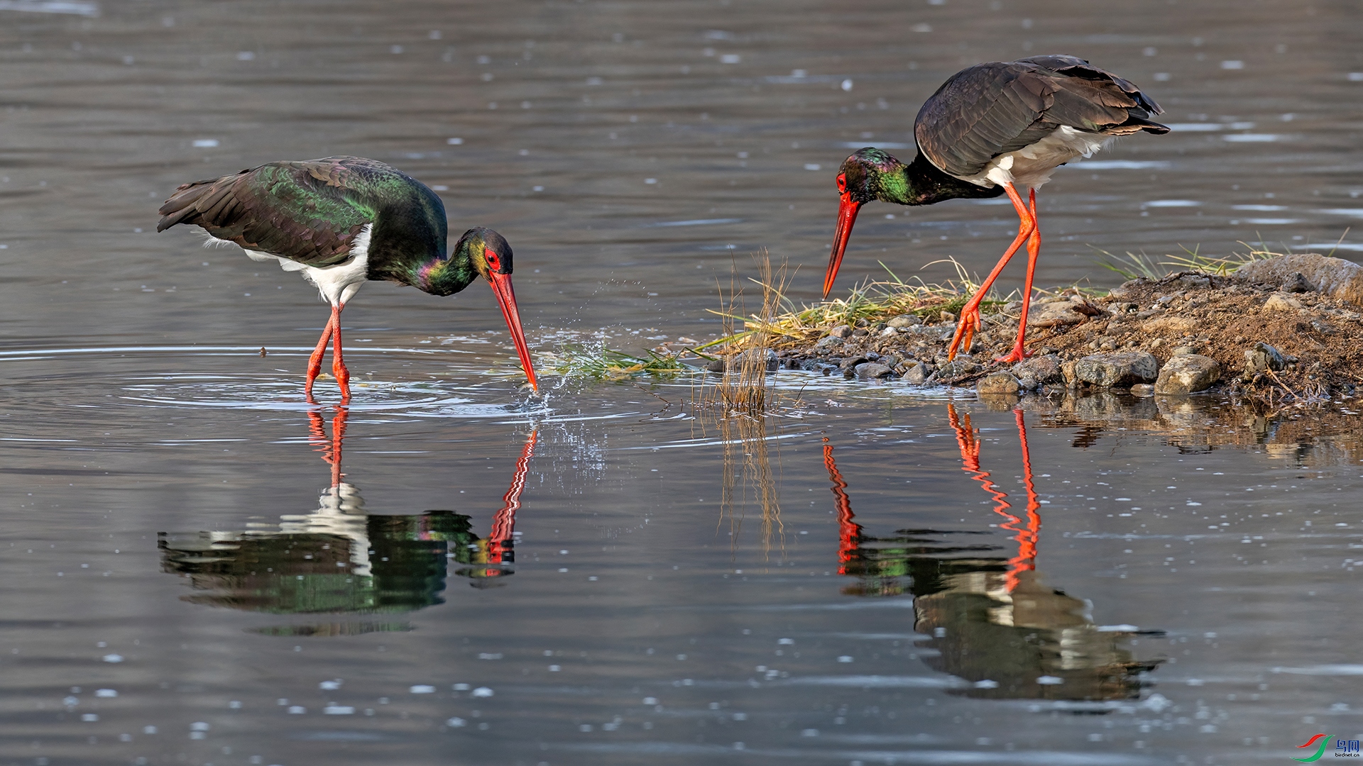 ����046���ٹ���  ������ʳ.jpg