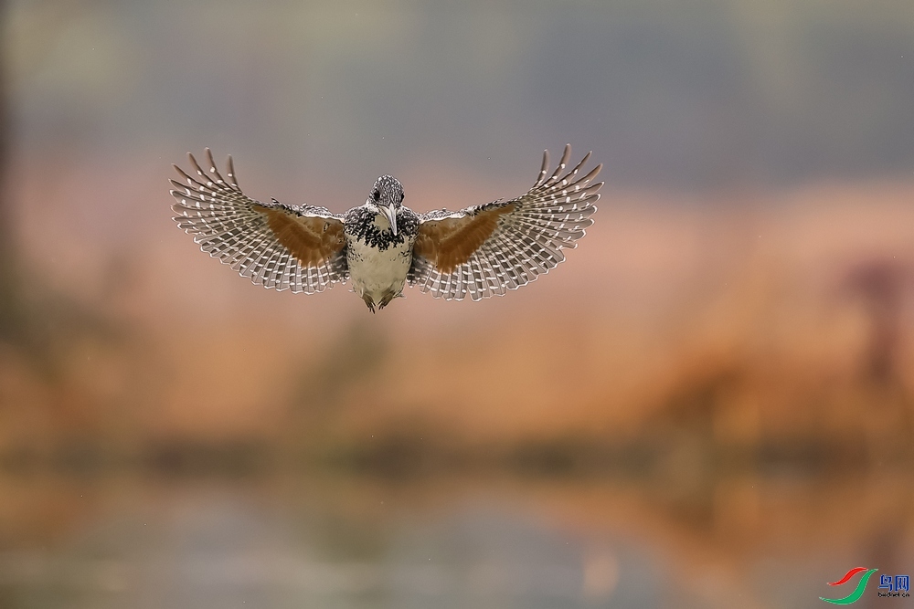 1.10����������ʦ��Ʒ  ������Ӱ ��ף���ٻ��Ա������.jpg