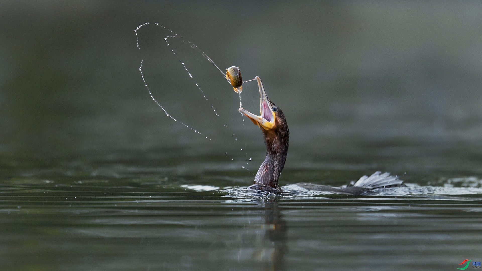 1.9�ݸ�����ʦ��Ʒ  �������Բ�����ף���ٻ���Ӱʦ������.jpg