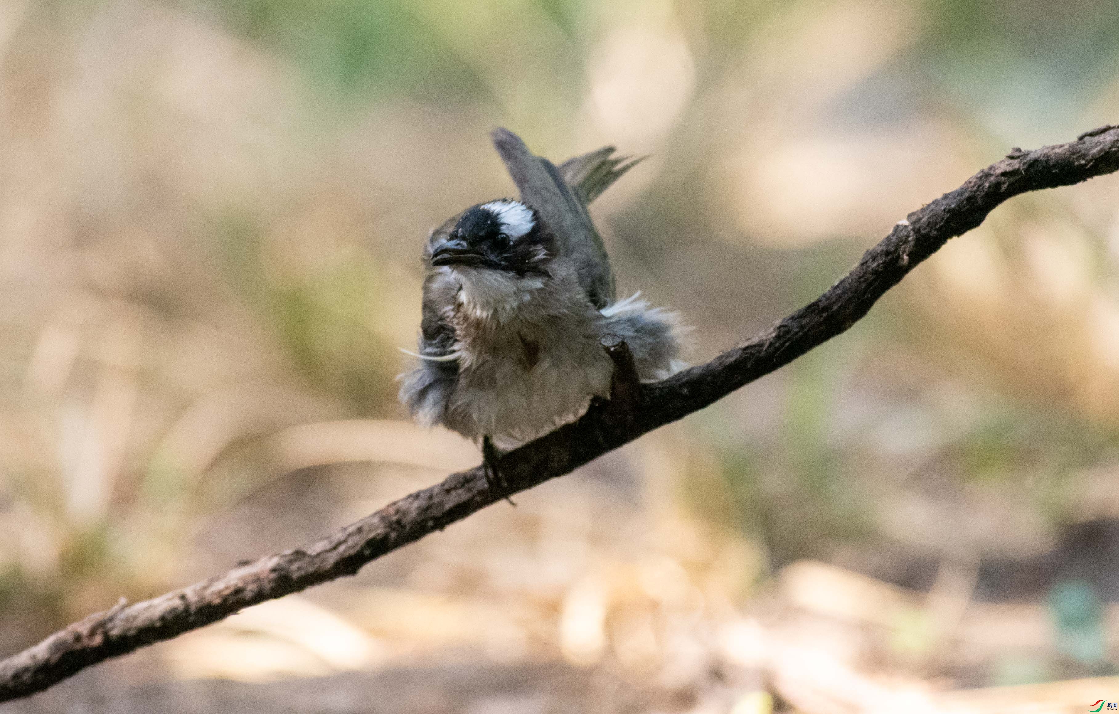 DSC_3147.jpg
