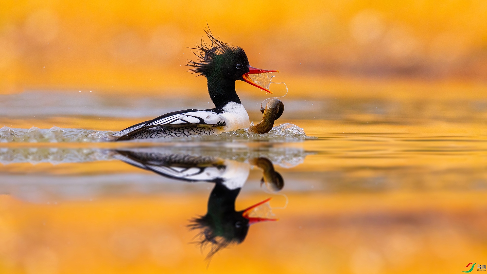 ��ɽ��ɳѼ689��Ⱦ��� ������ˮ.jpg