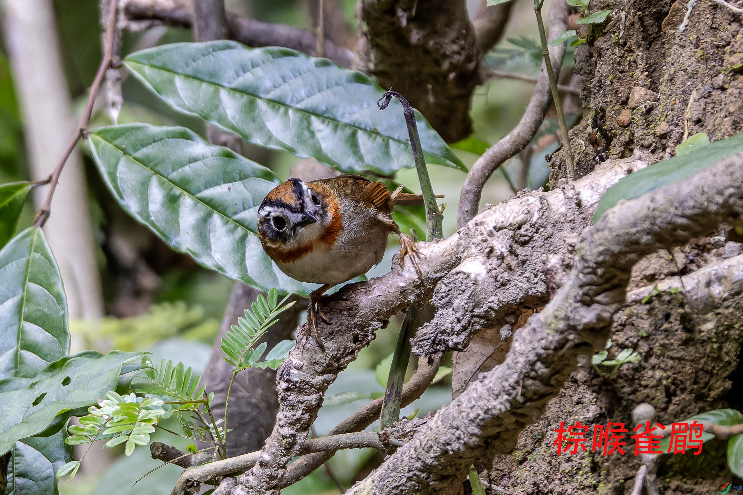 DSC_2650-NEF_DxO_DeepPRIMEXD ����.jpg