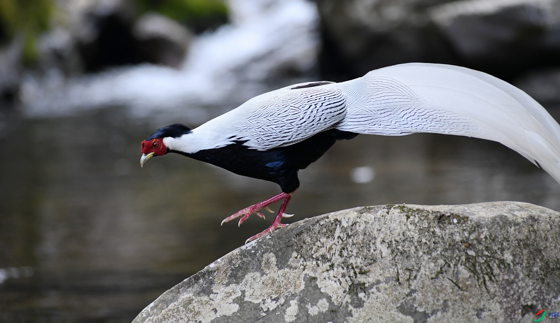 DSC_1985.jpg