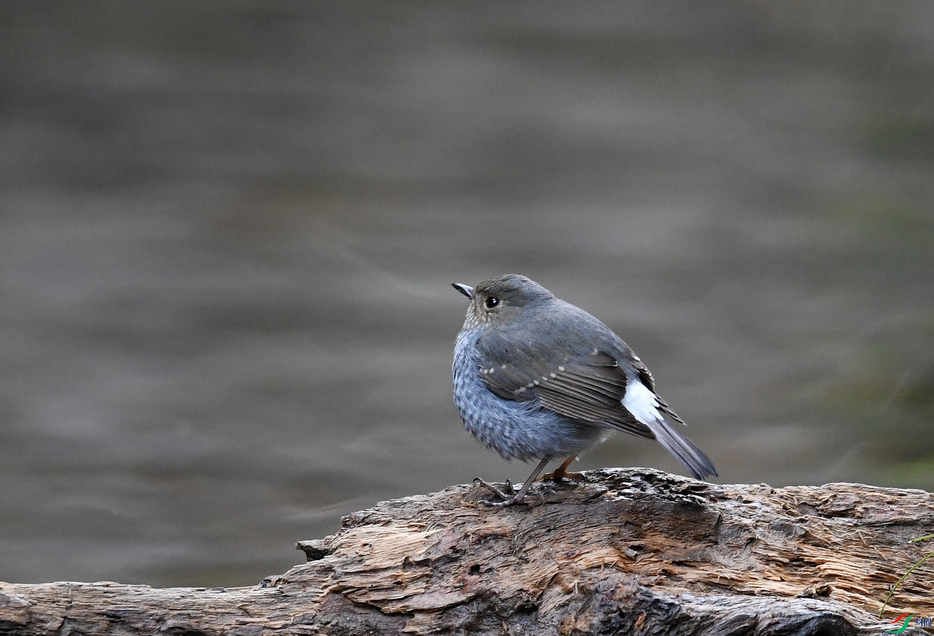 DSC_2038.jpg