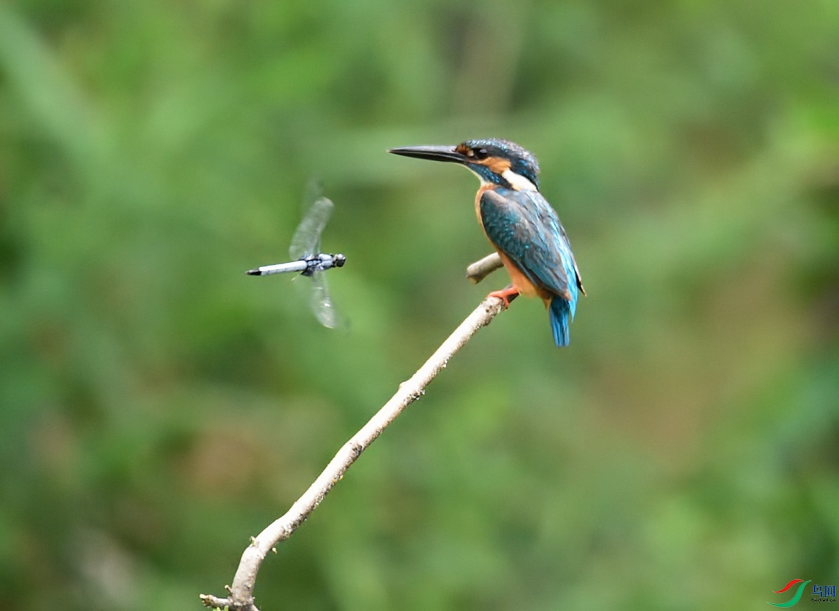 DSC_0187.JPG