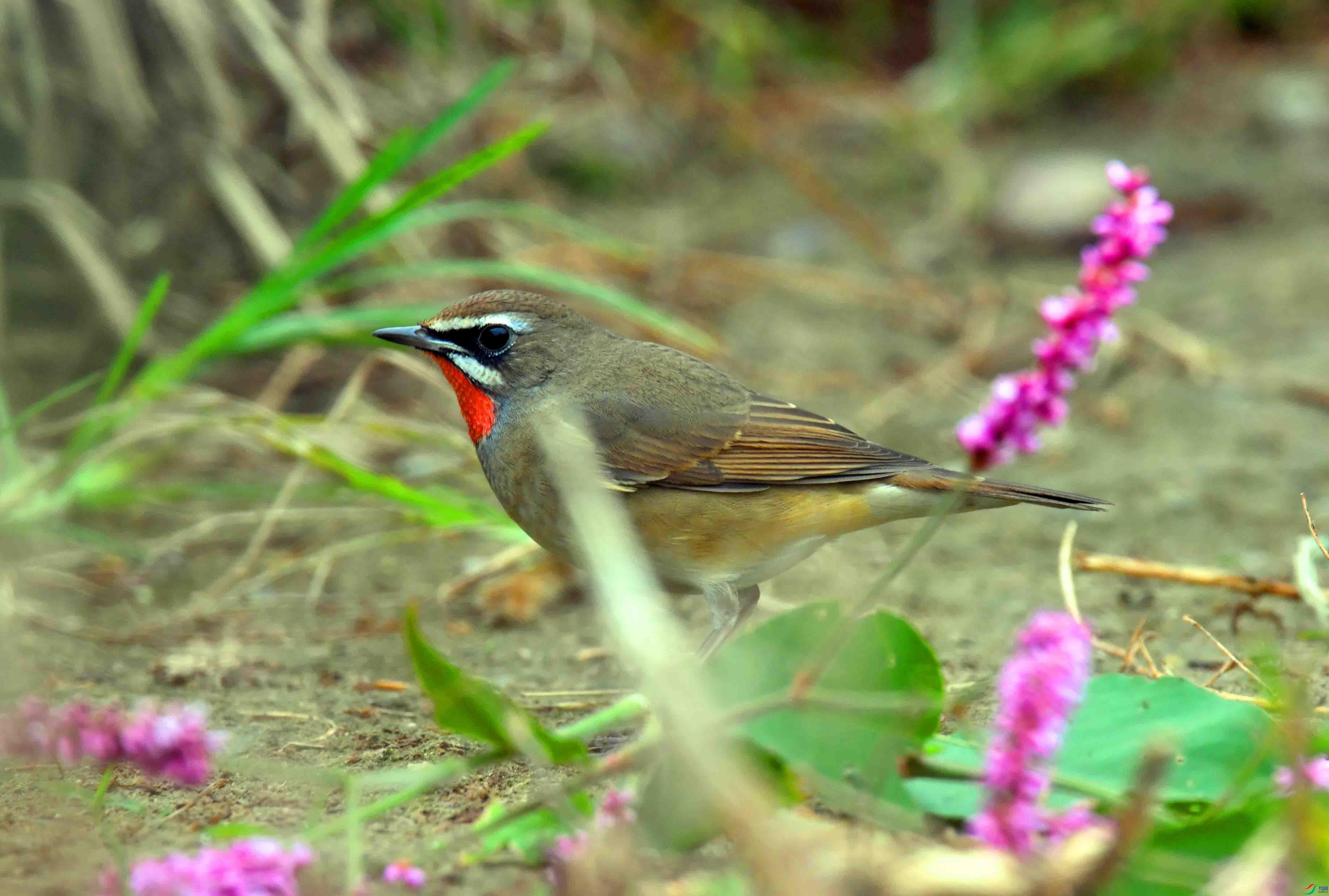 DSC_2299.JPG
