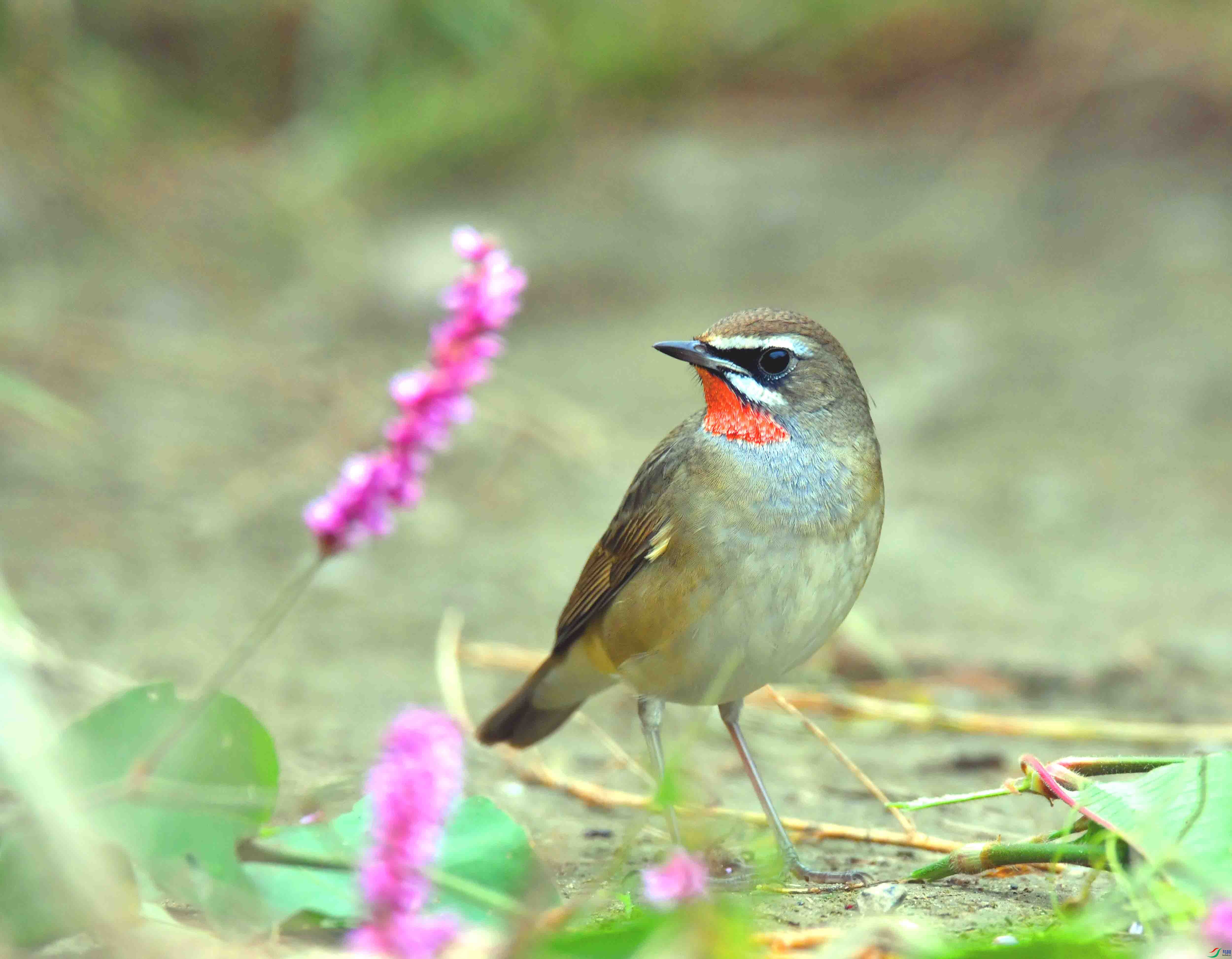 DSC_2313.JPG