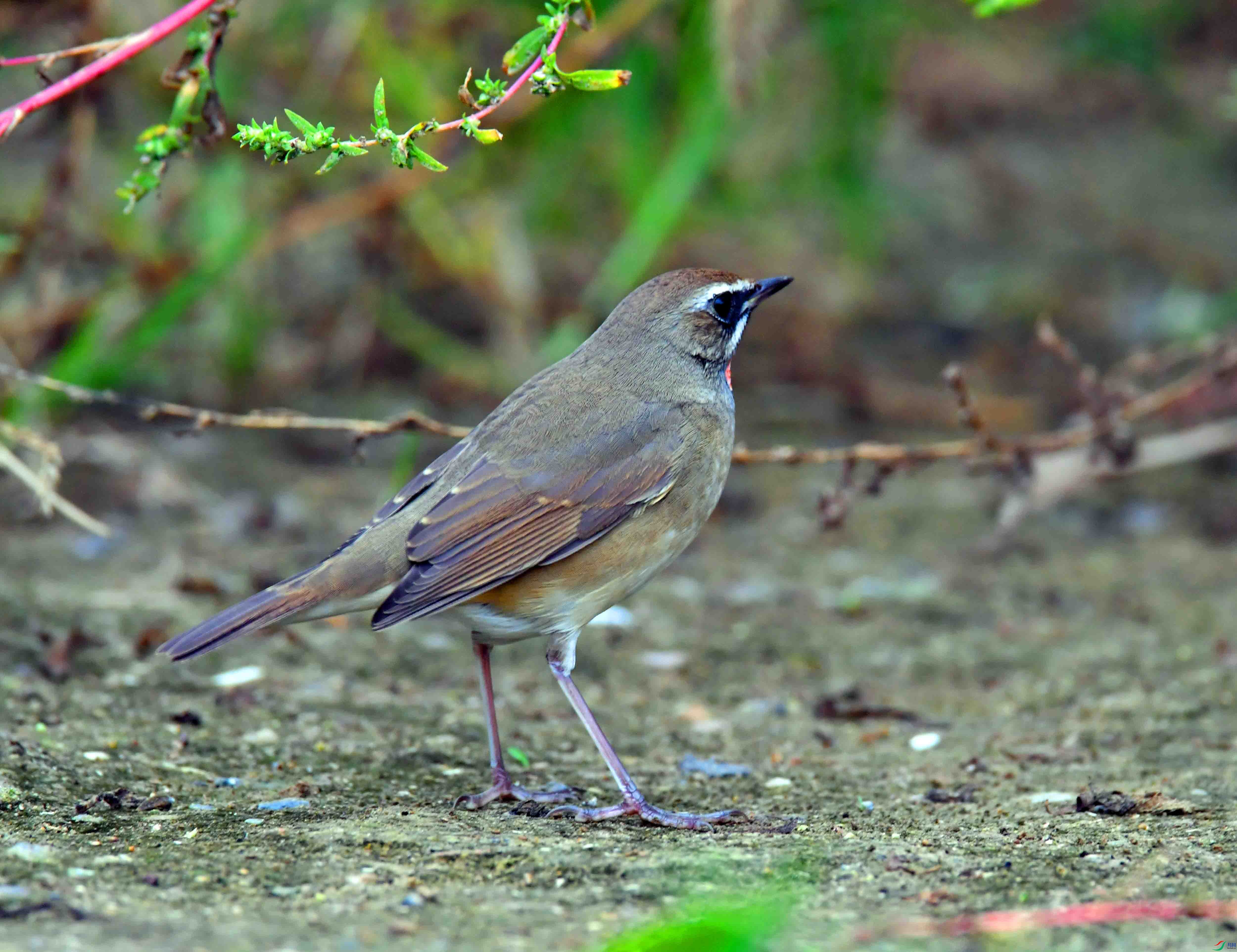 DSC_2314.JPG