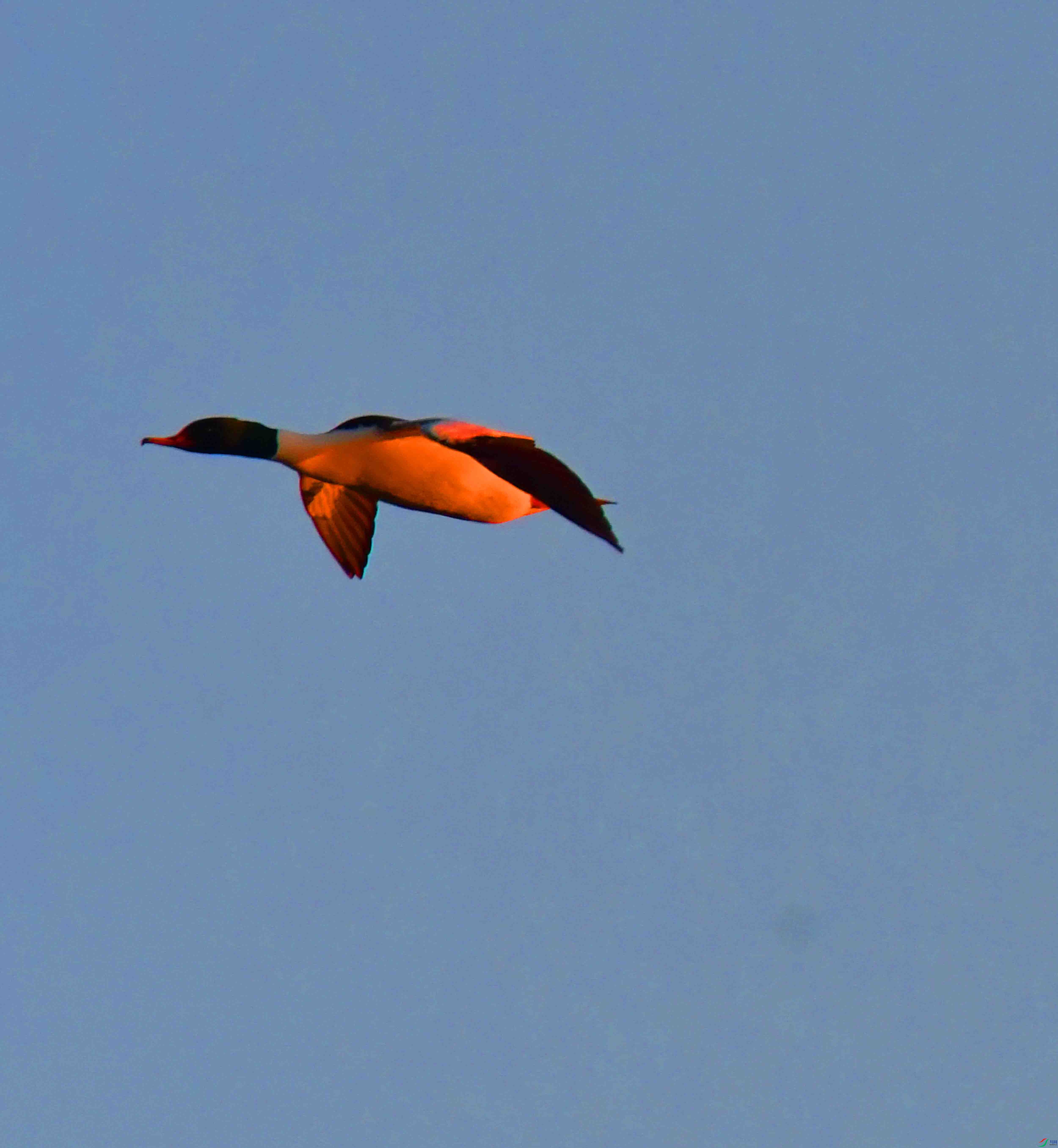 DSC_0444.JPG
