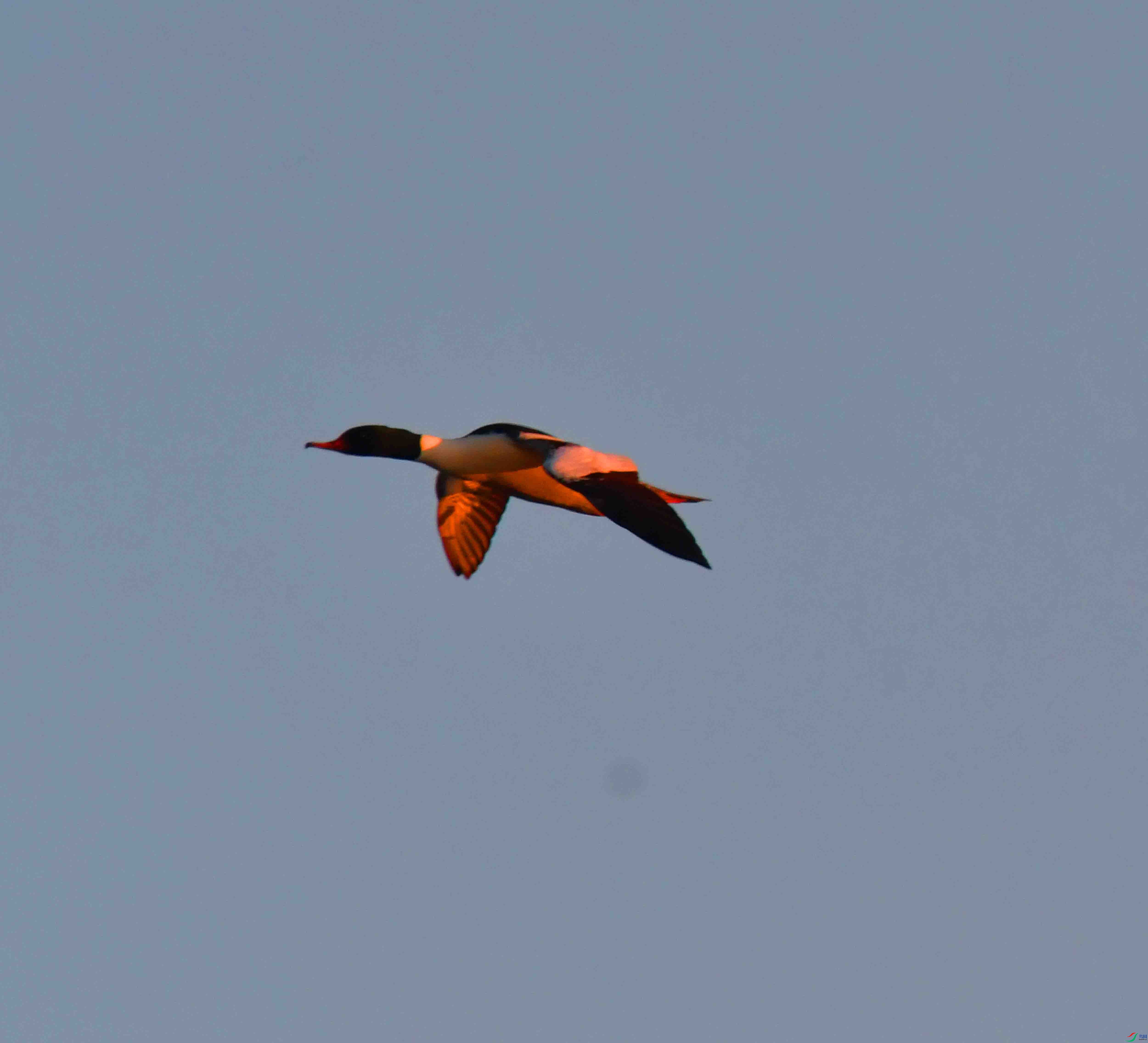 DSC_0445.JPG