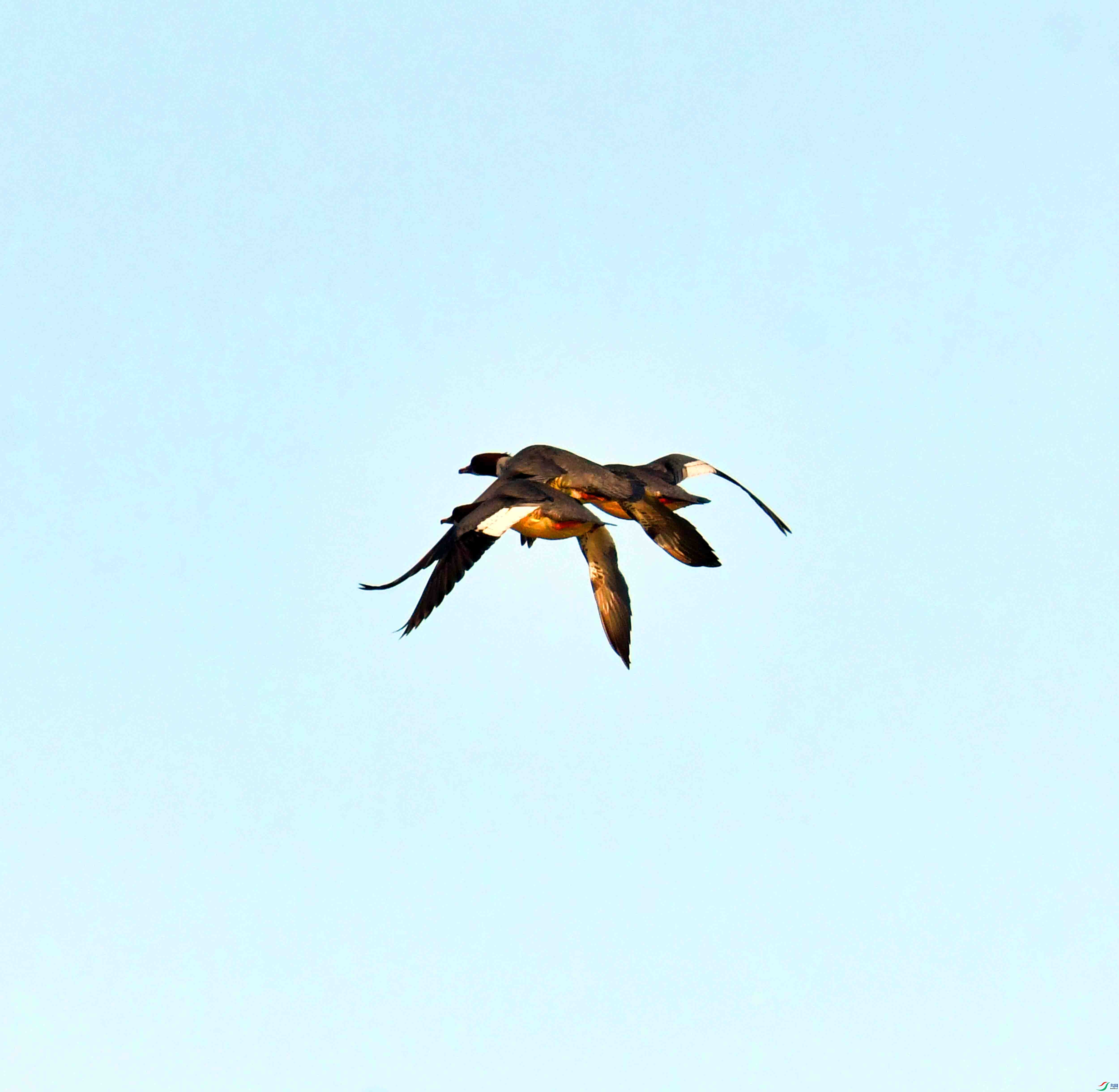 DSC_0775.JPG