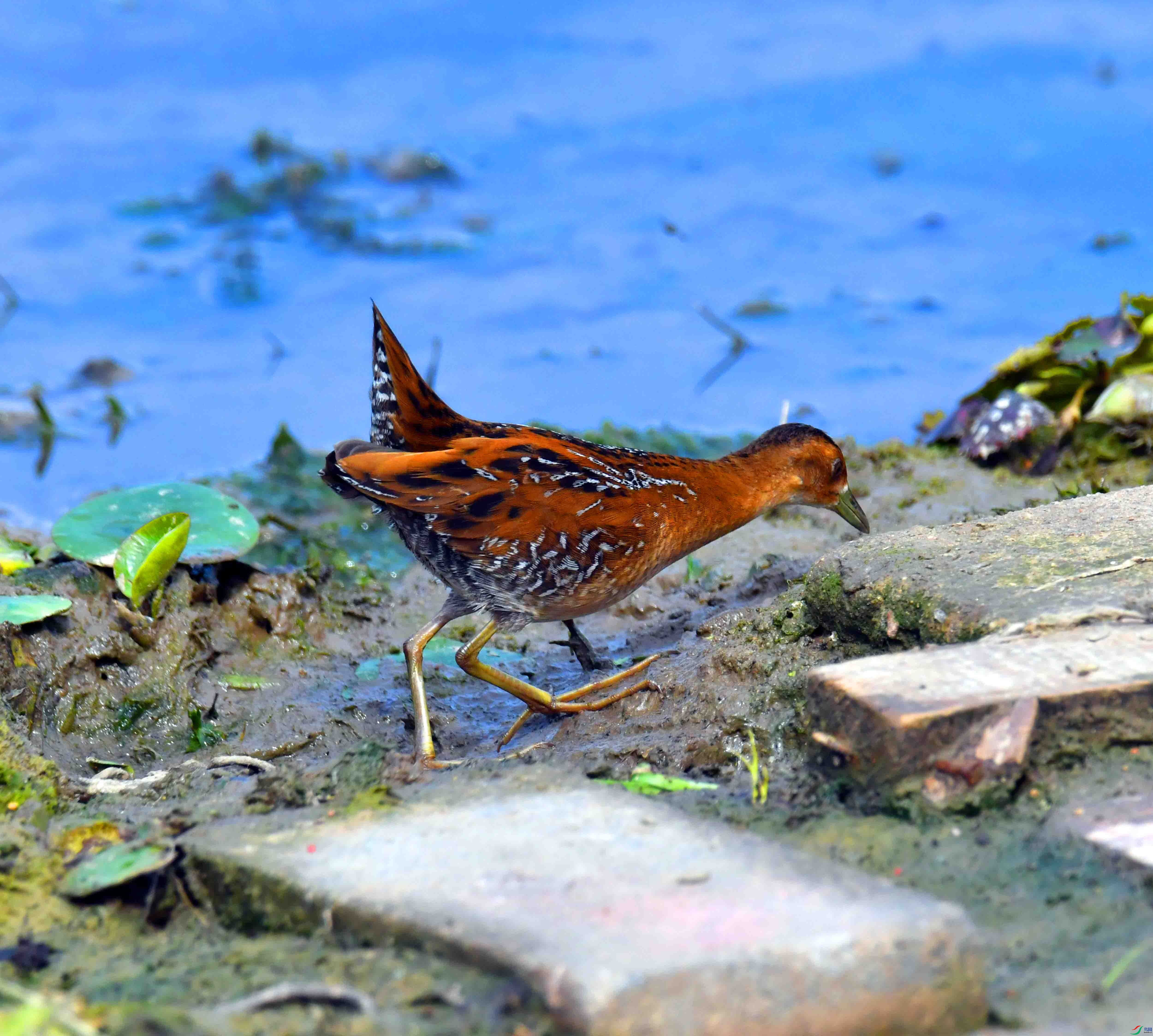 DSC_8308.JPG
