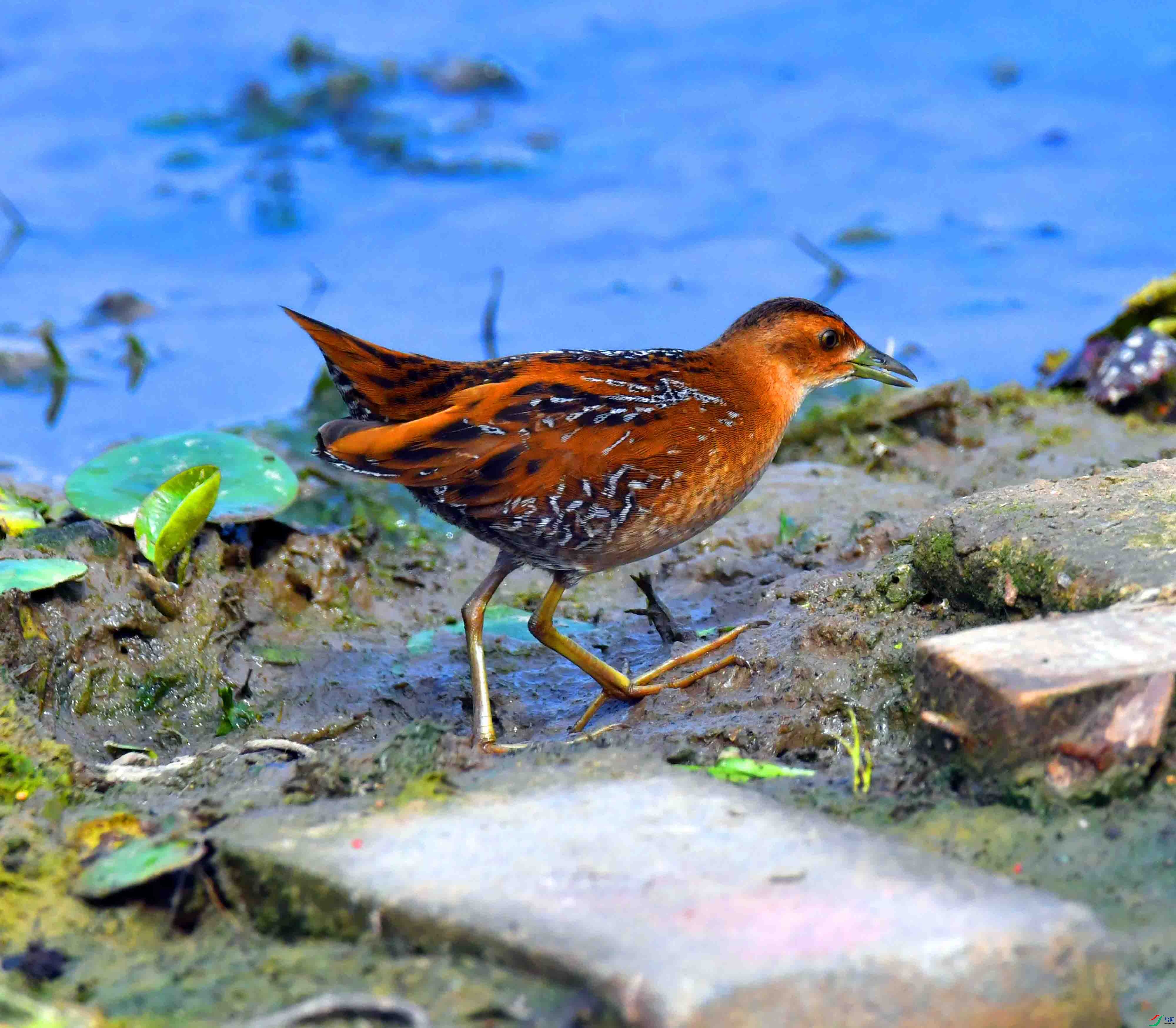 DSC_8311.JPG