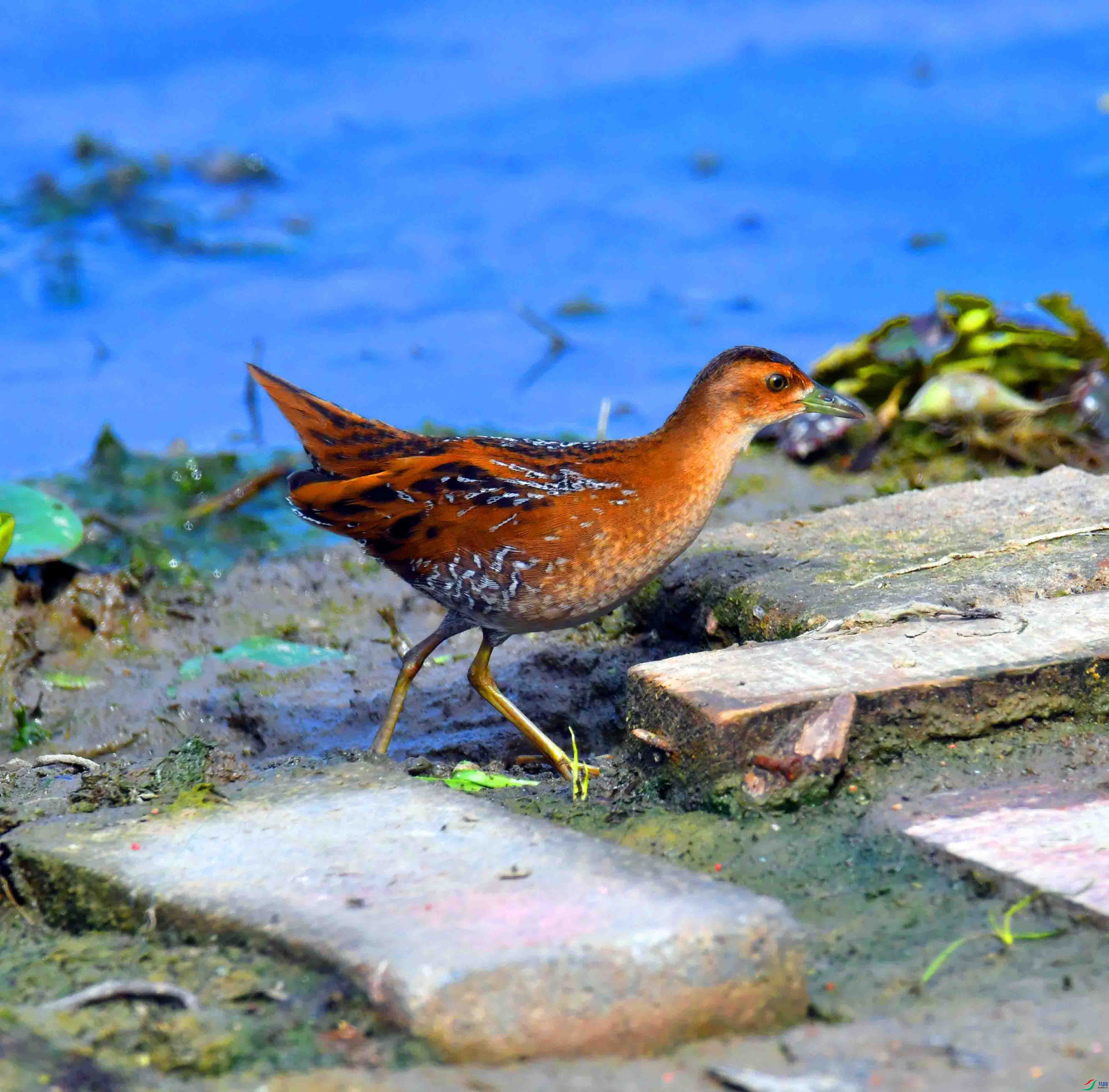 DSC_8327.JPG
