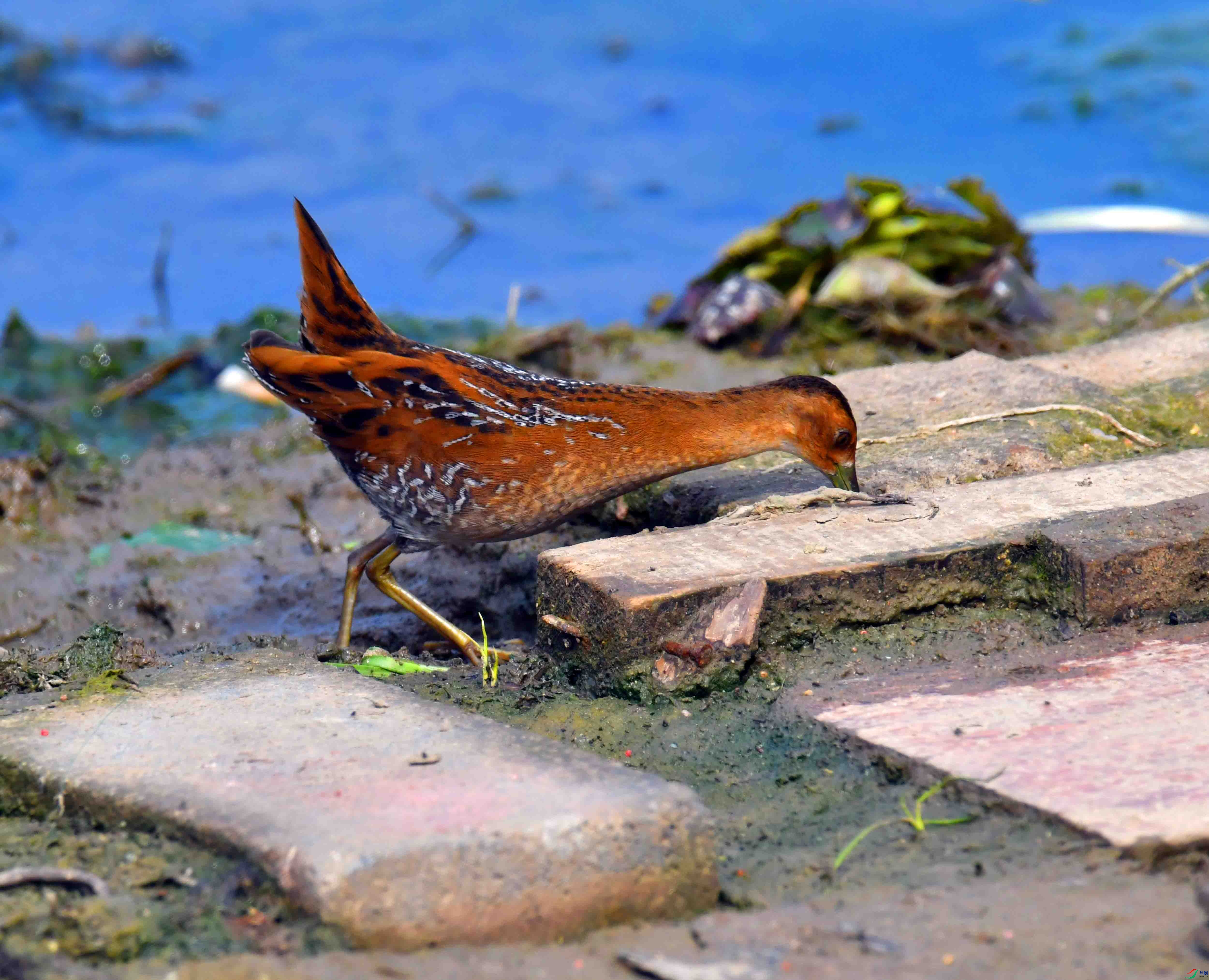DSC_8324.JPG