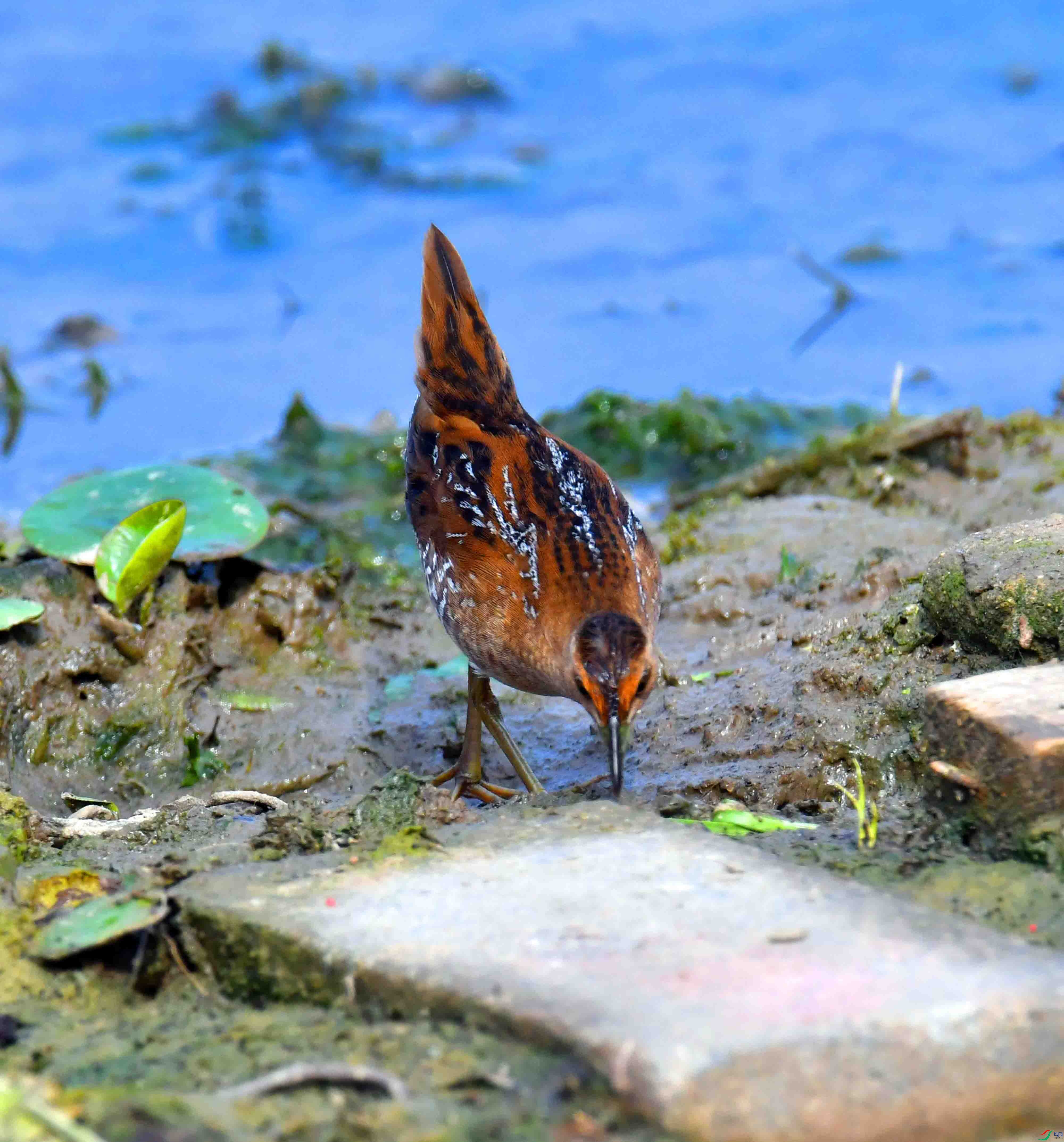 DSC_8319.JPG