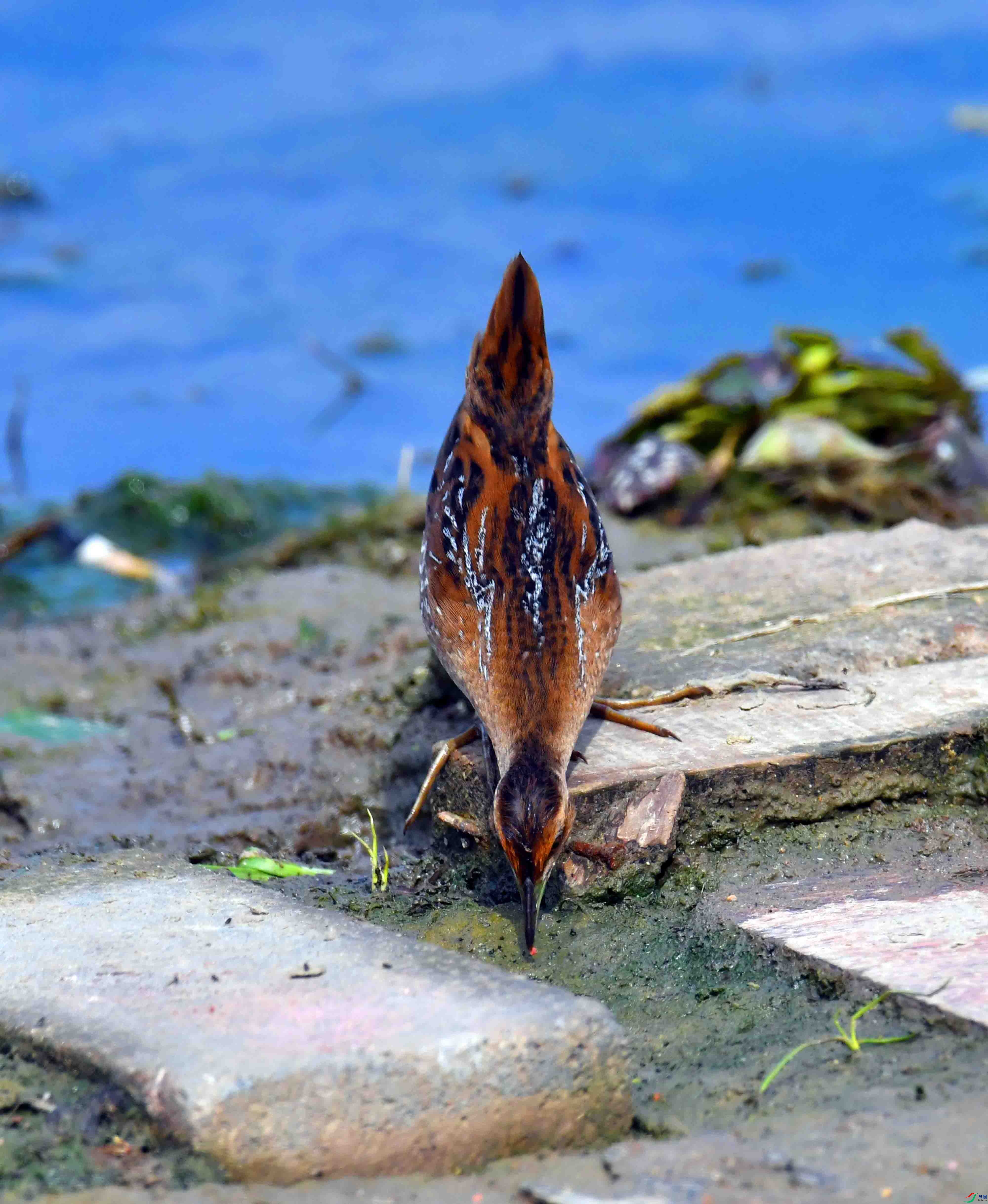DSC_8332.JPG