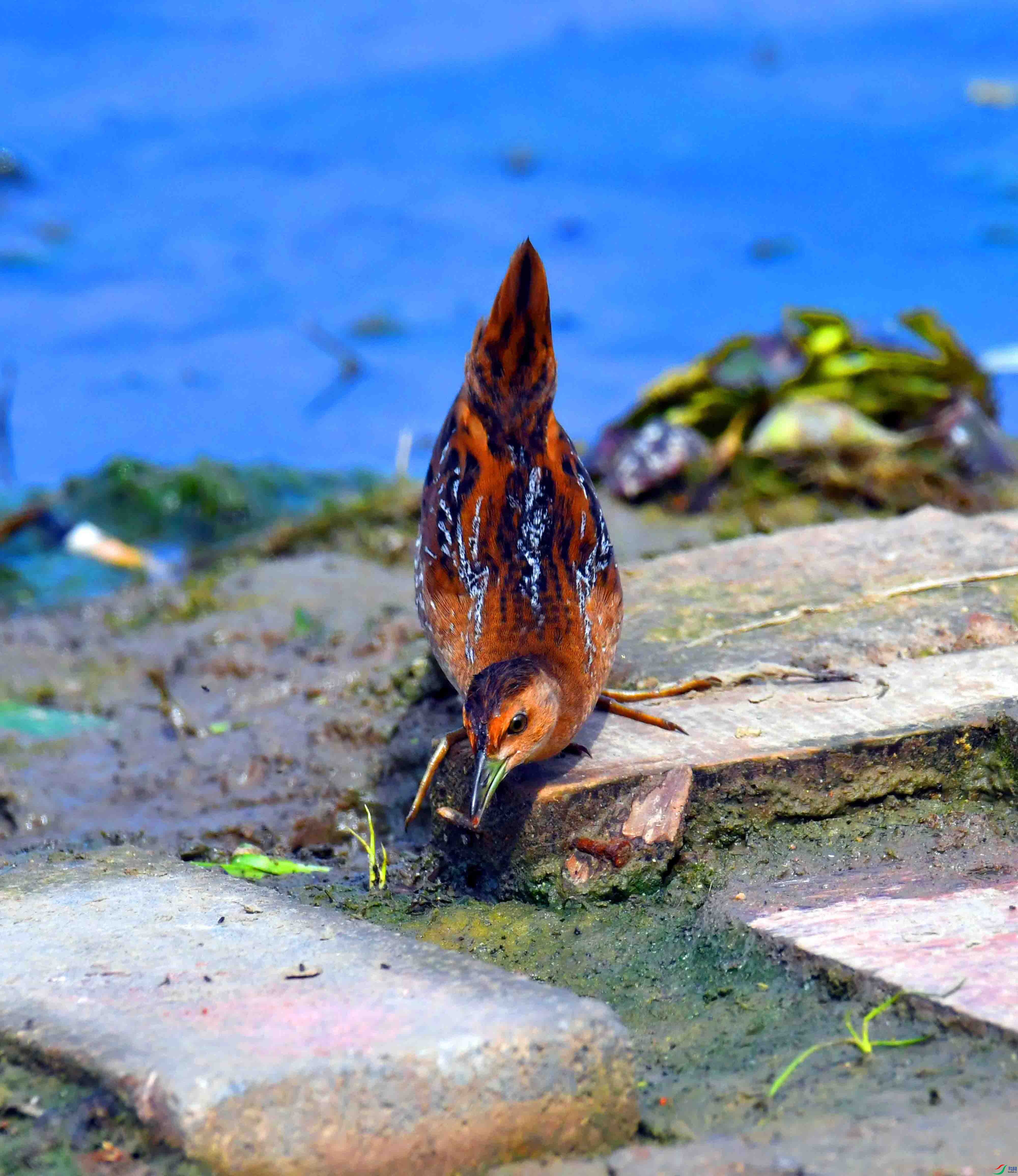 DSC_8333.JPG