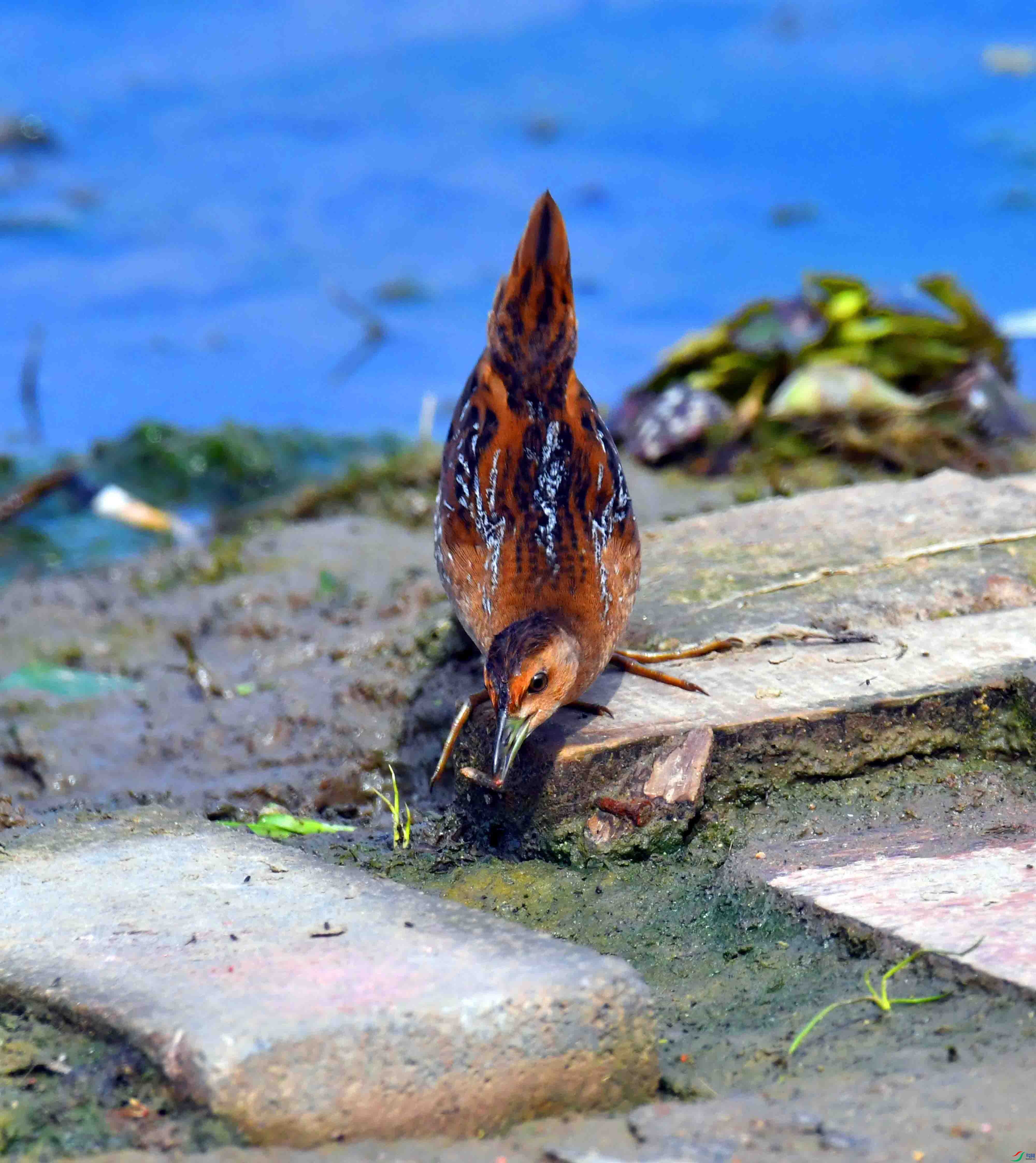 DSC_8334.JPG