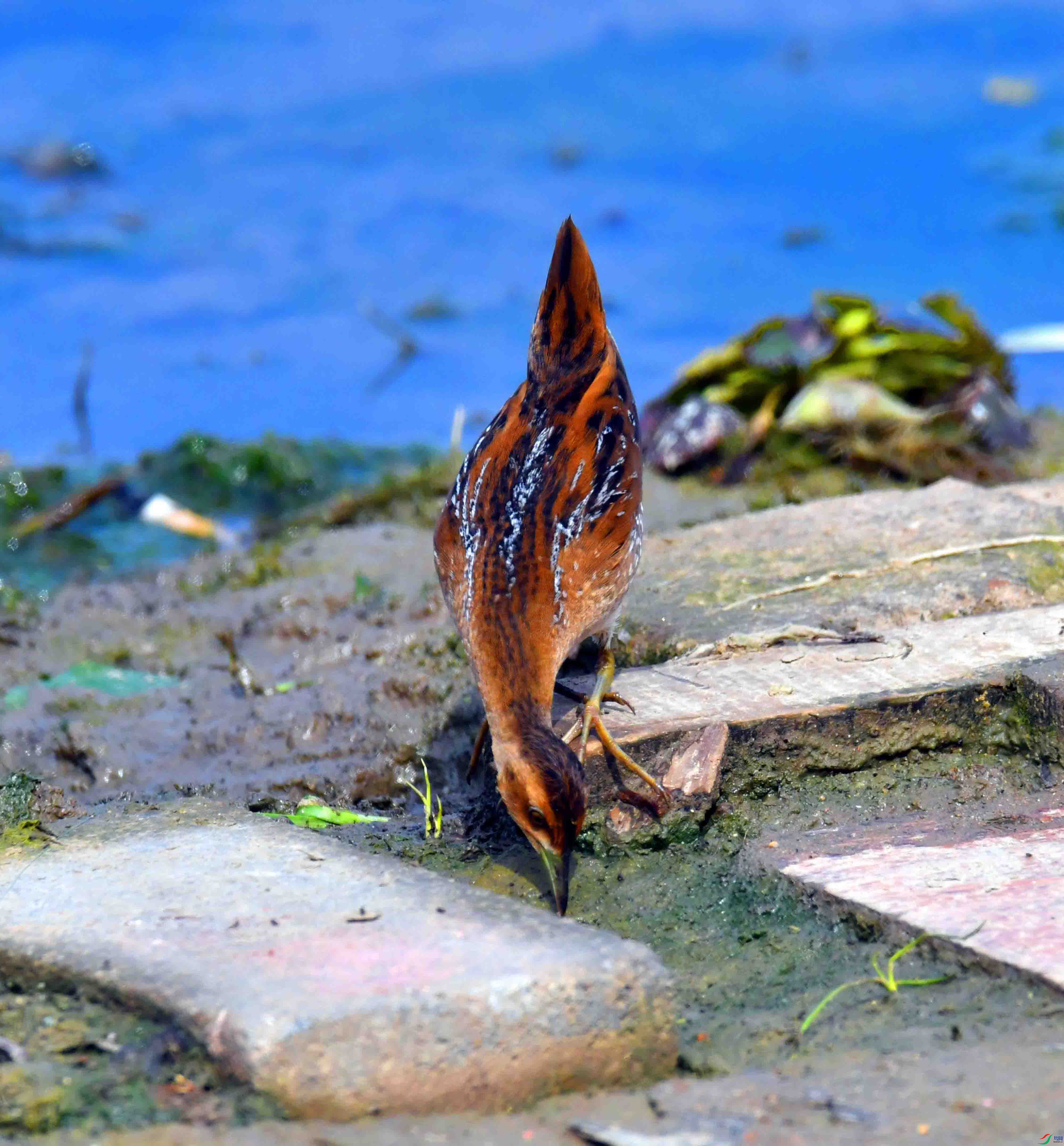 DSC_8339.JPG
