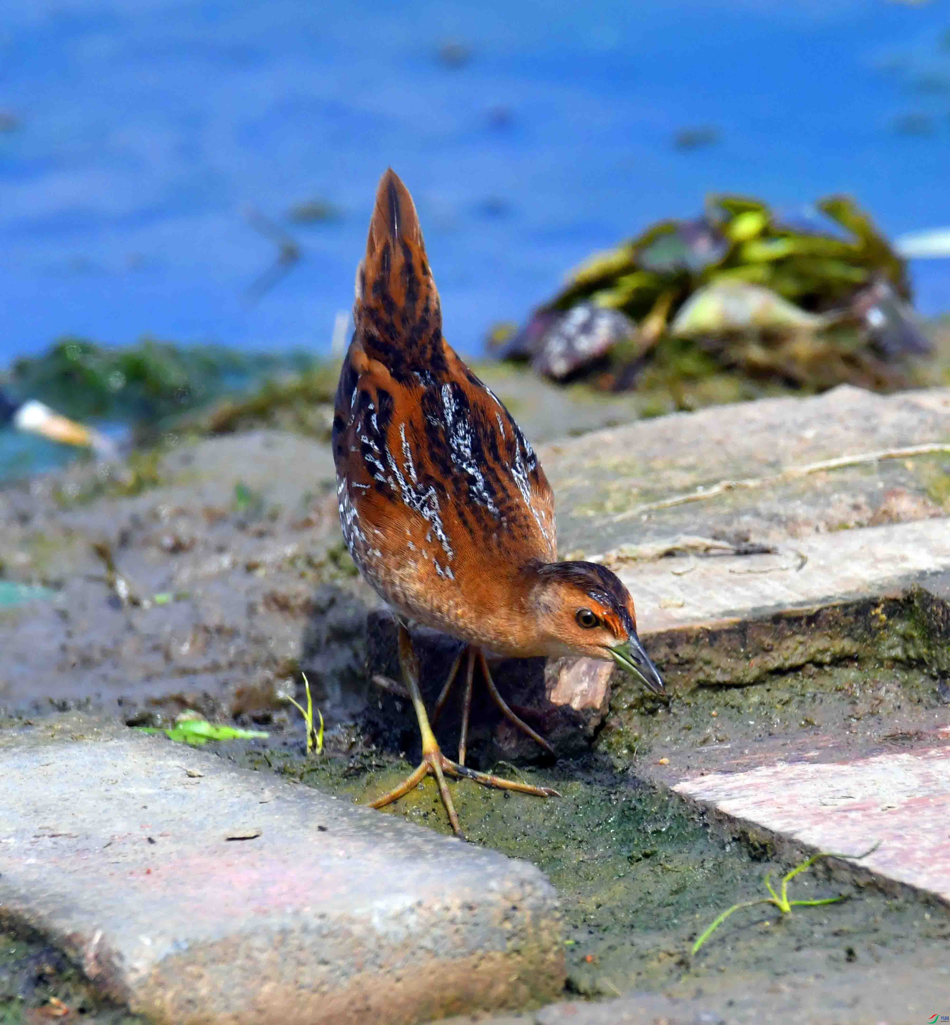 DSC_8341.JPG