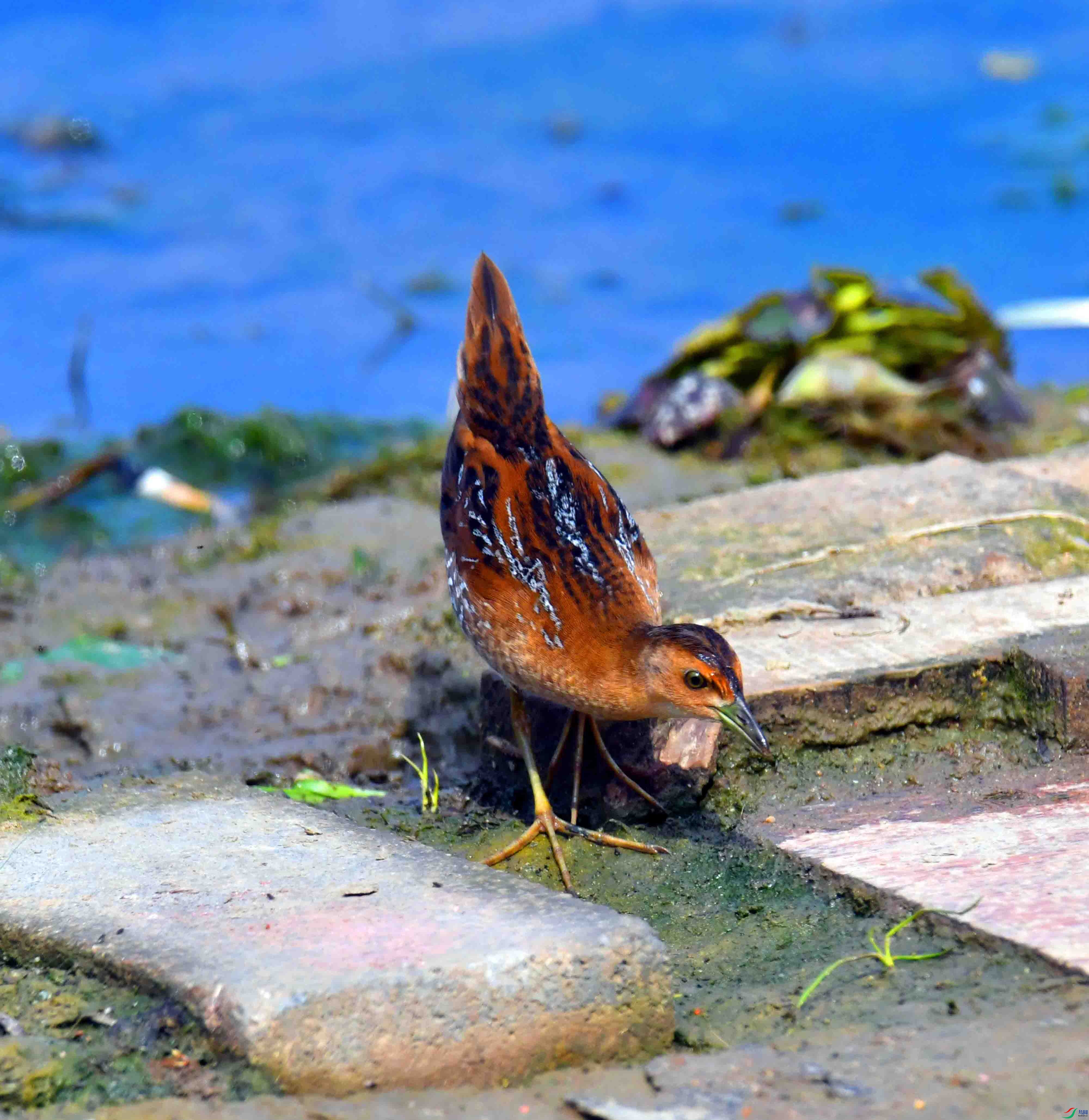DSC_8342.JPG