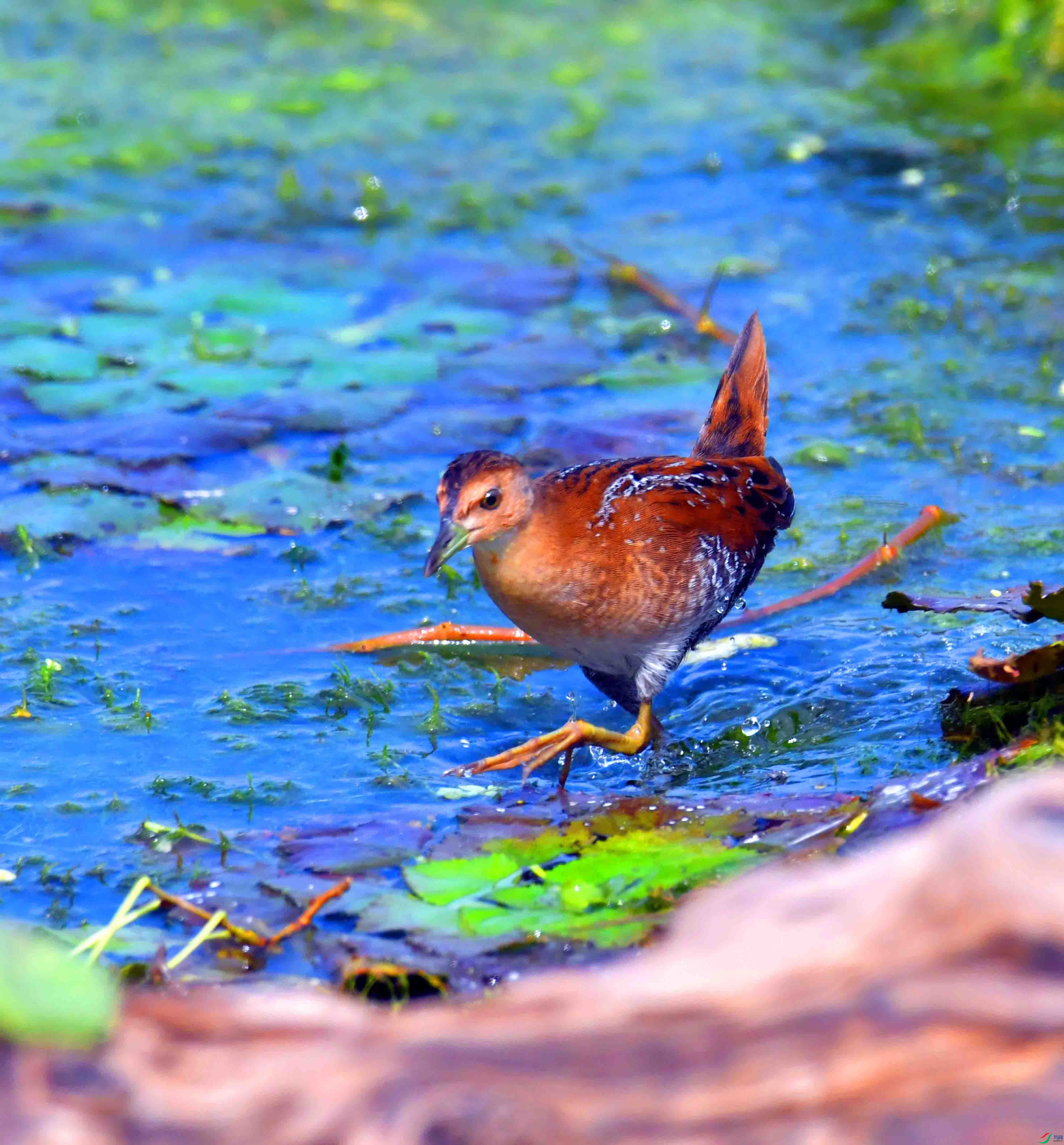 DSC_8350.JPG