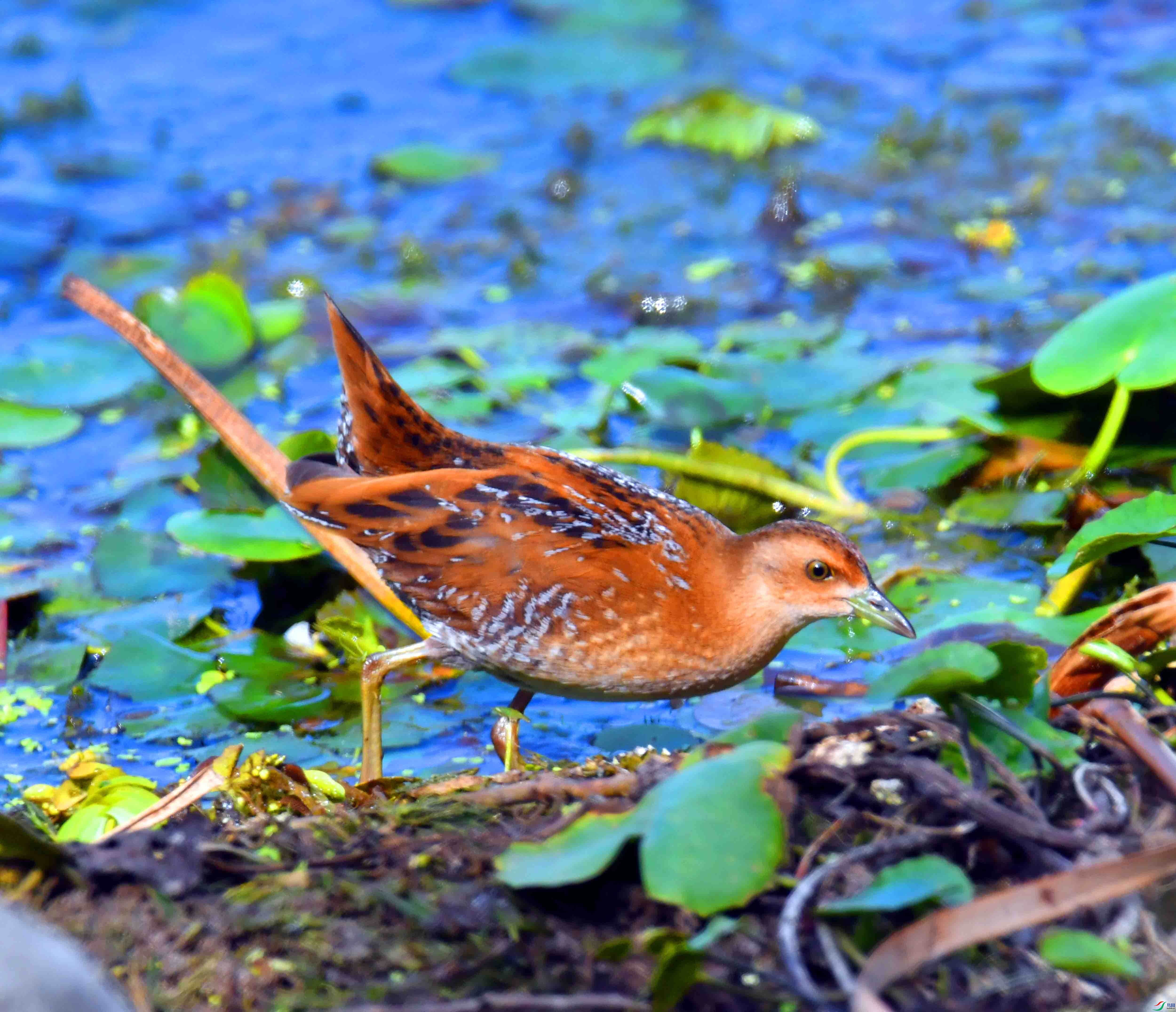 DSC_8548.JPG