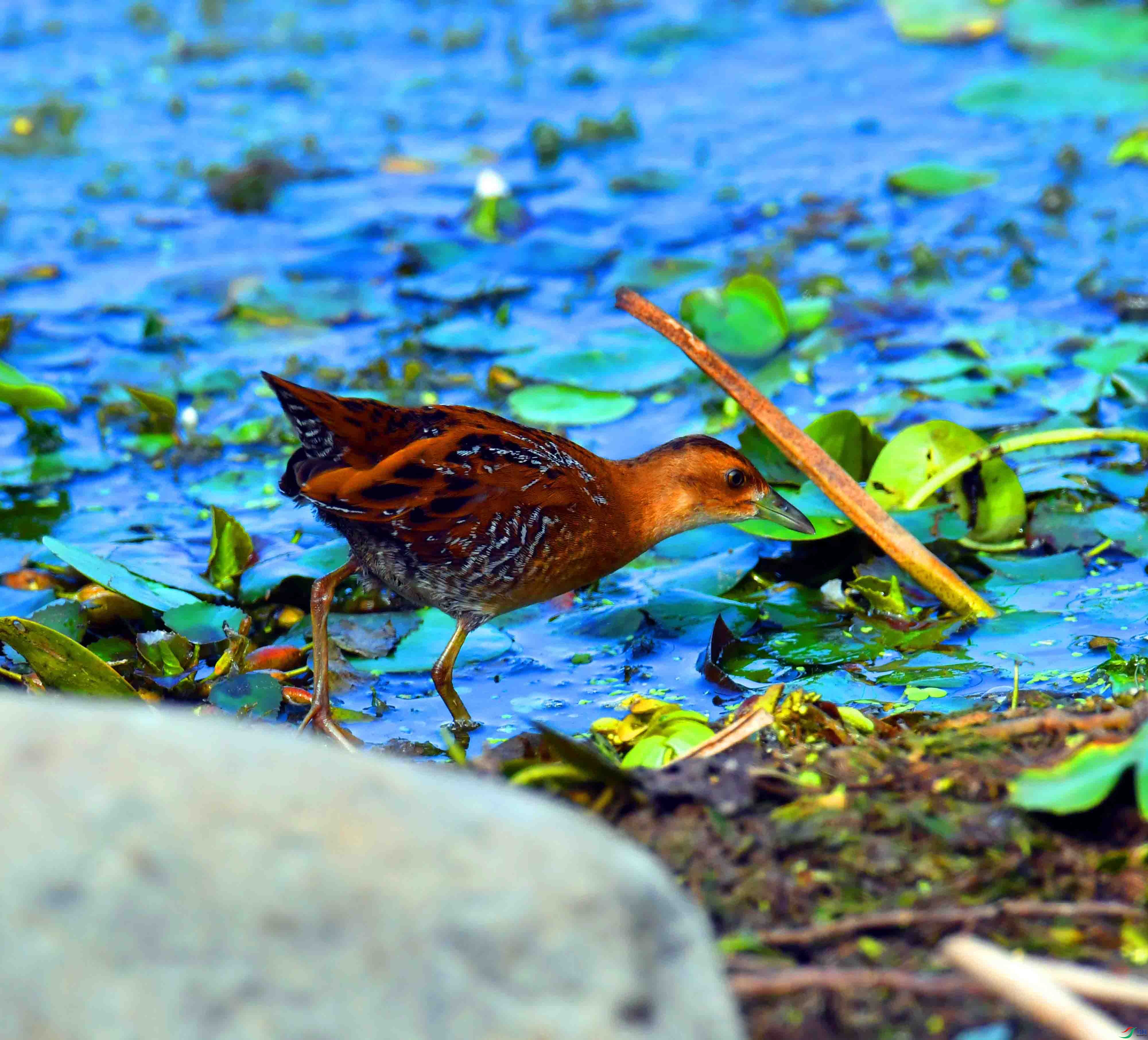 DSC_8594.JPG