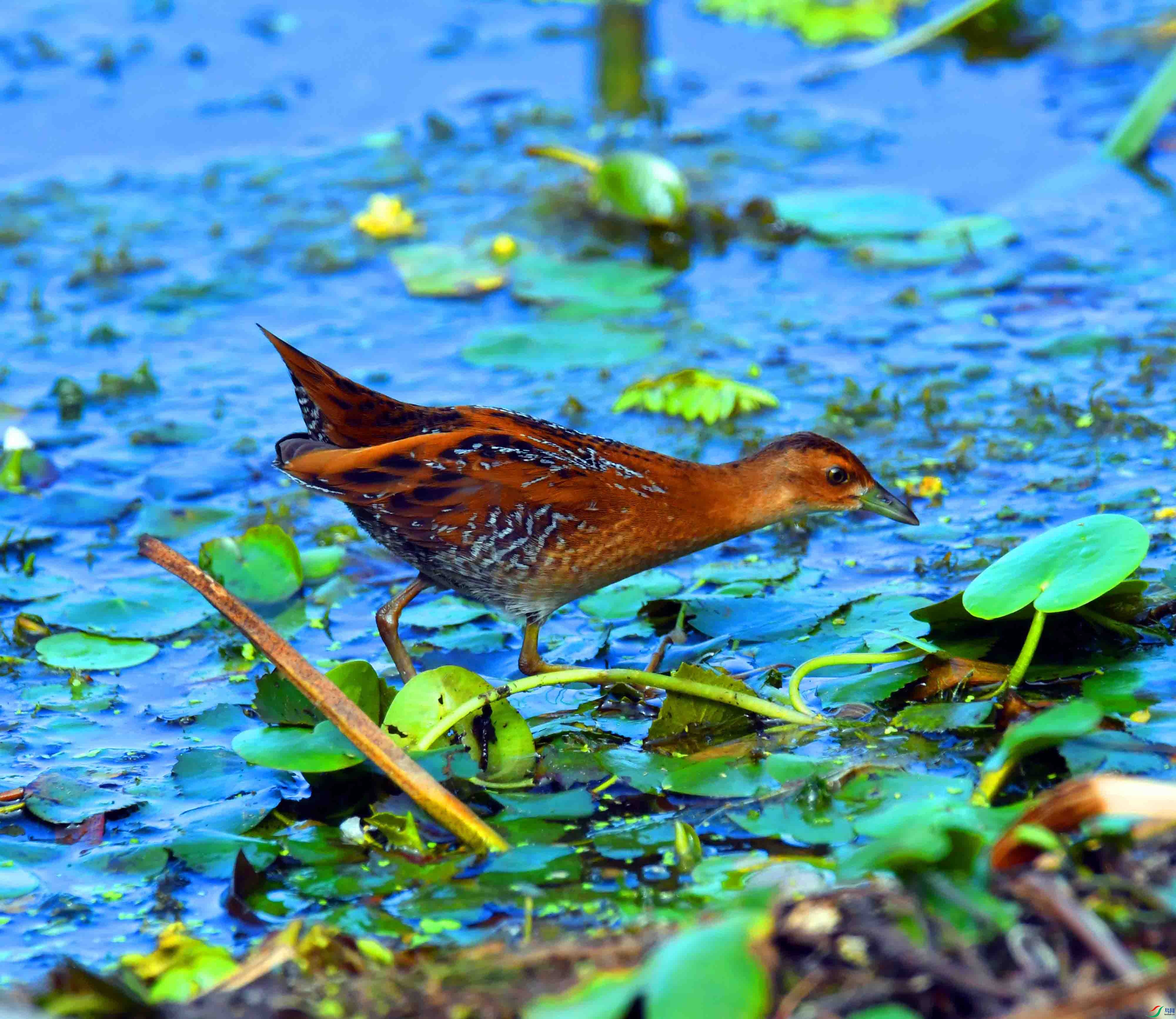 DSC_8607.JPG