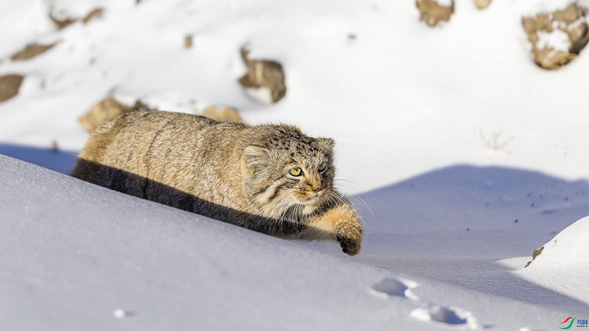 051A5512 ����n.jpg